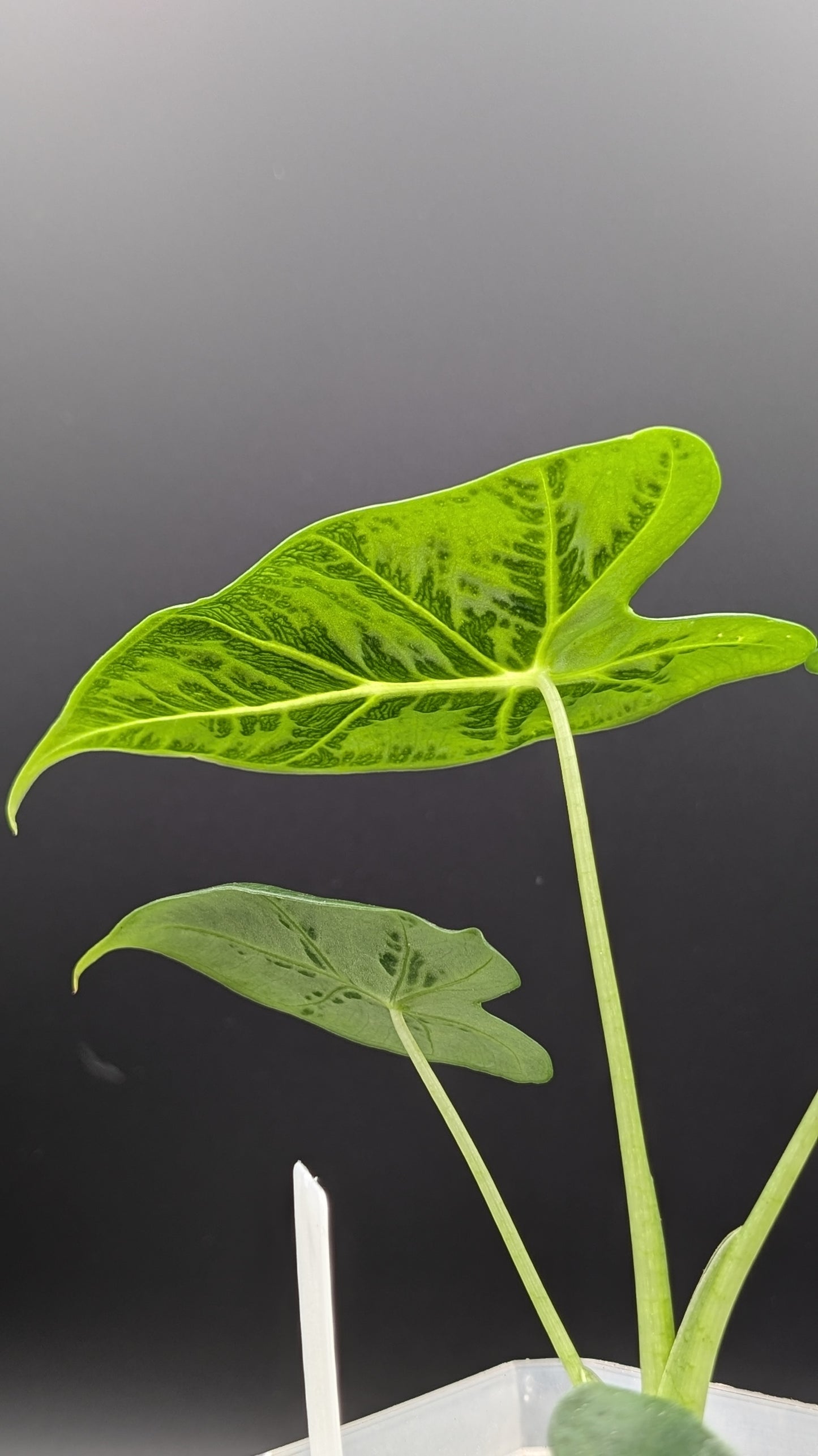Alocasia Emerald Tide Babypflanze