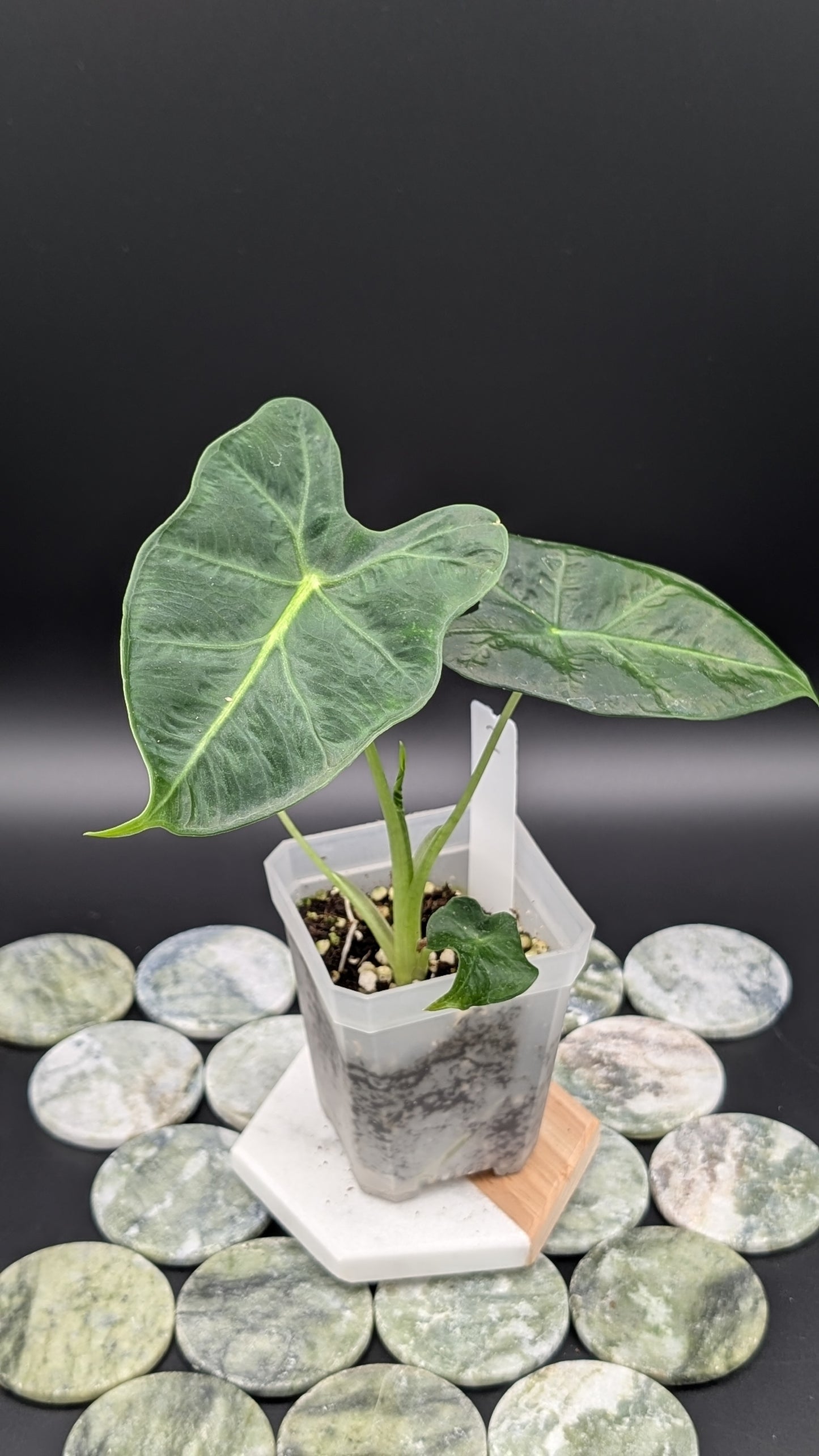 Alocasia Emerald Tide Babypflanze