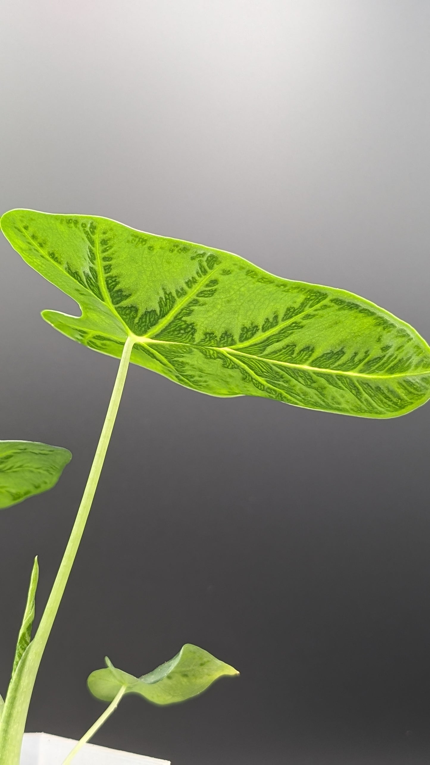 Alocasia Emerald Tide Babypflanze