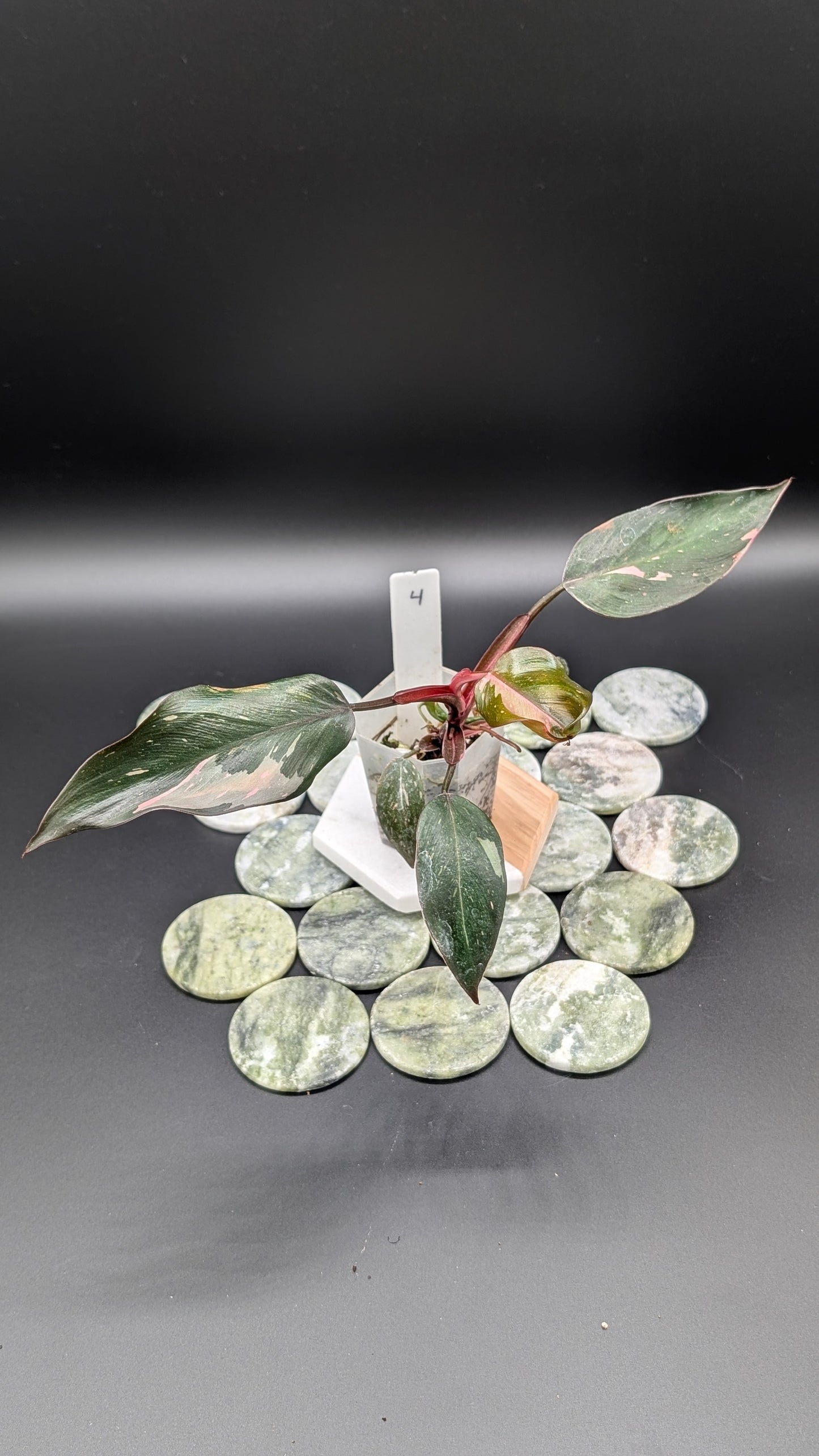 Philodendron Pink Princess Marble Babypflanze