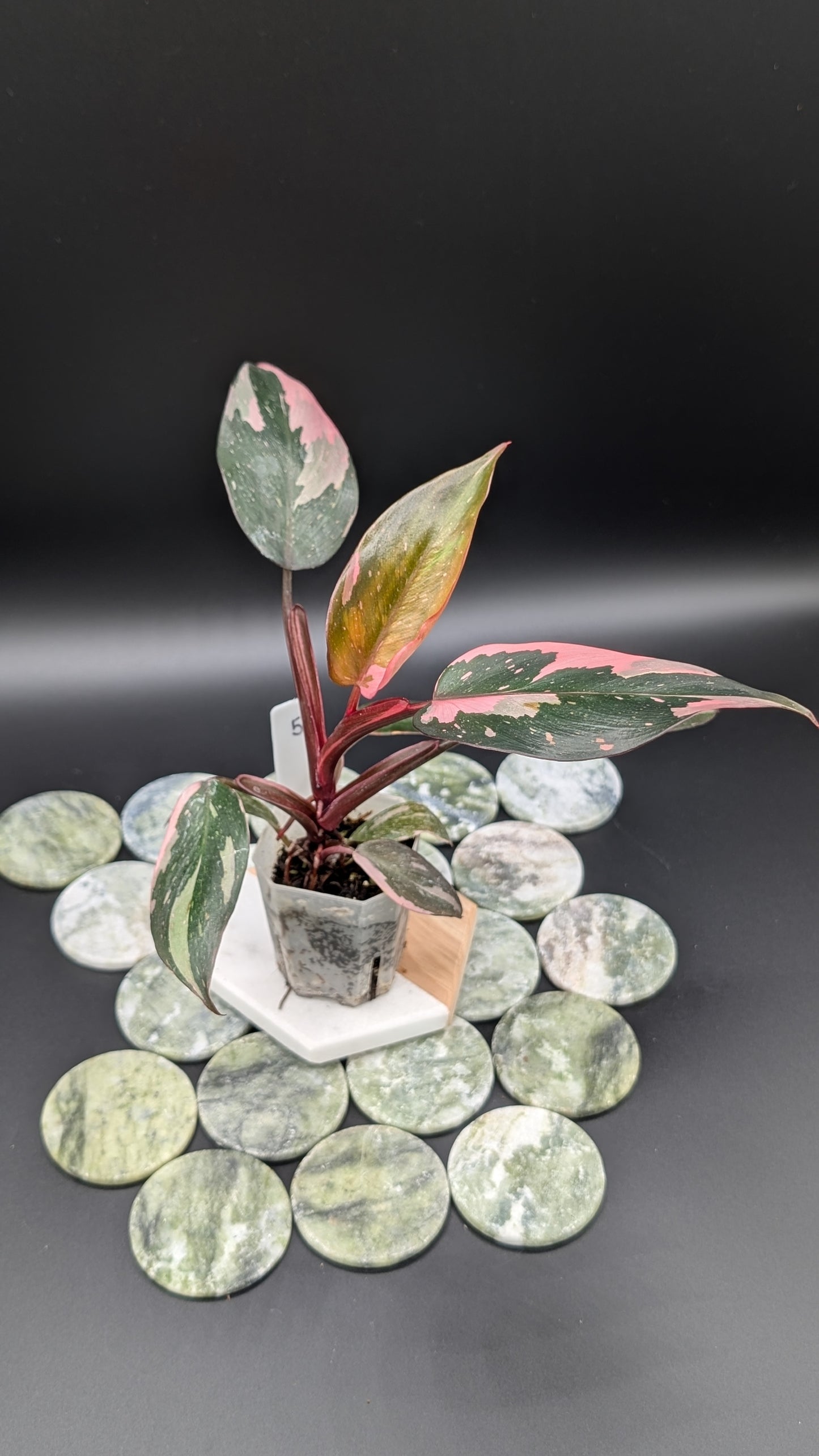 Philodendron Pink Princess Marble Babypflanze