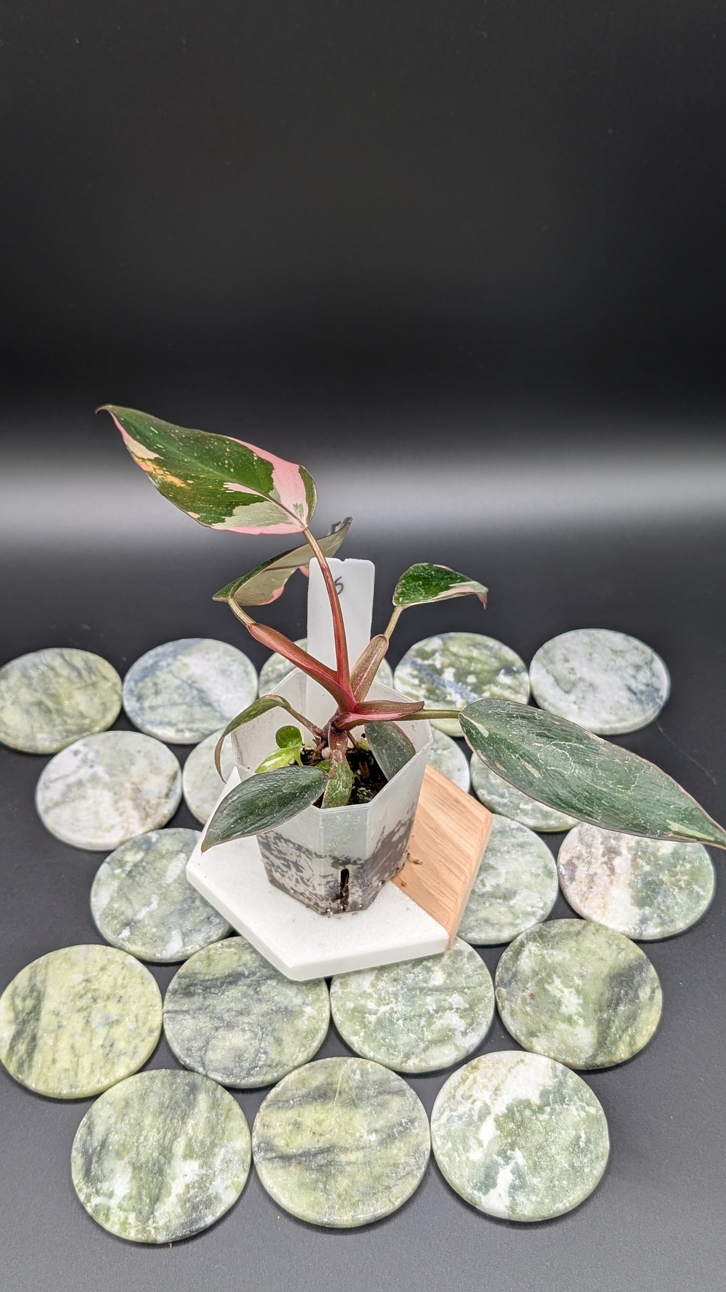 Philodendron Pink Princess Marble Babypflanze
