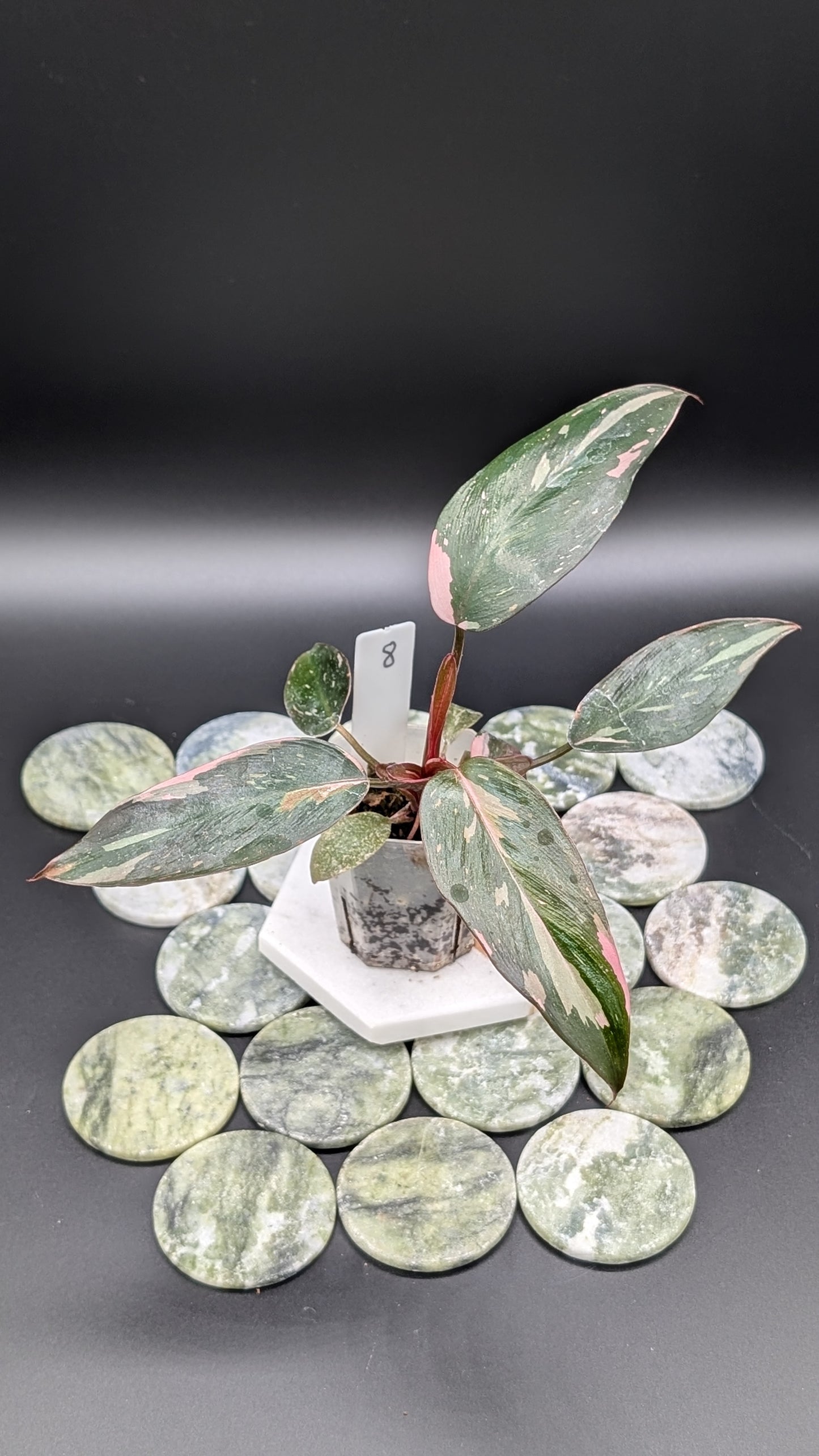 Philodendron Pink Princess Marble Babypflanze
