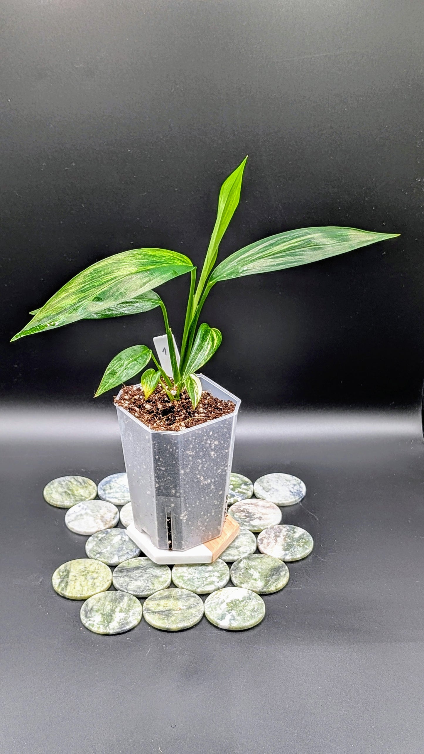 Epipremnum Amplissimum Variegata Babypflanze