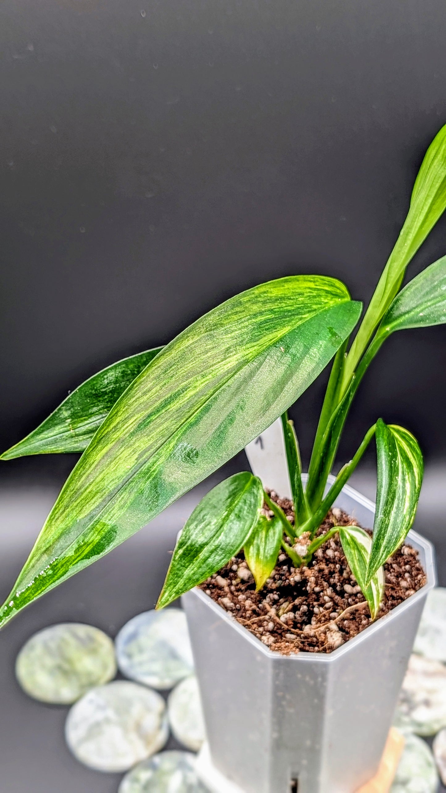 Epipremnum Amplissimum Variegata Babypflanze