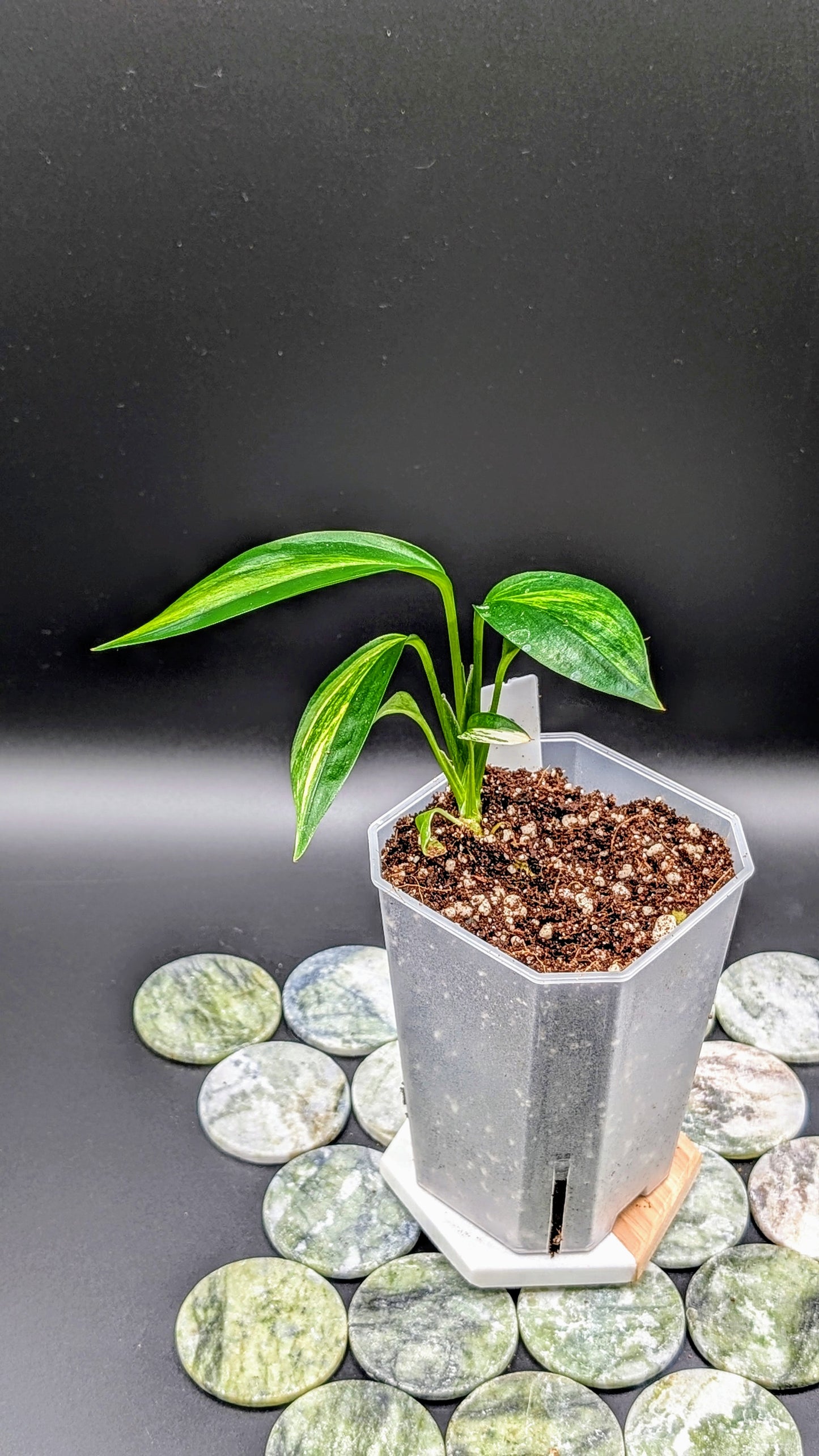 Epipremnum Amplissimum Variegata Babypflanze