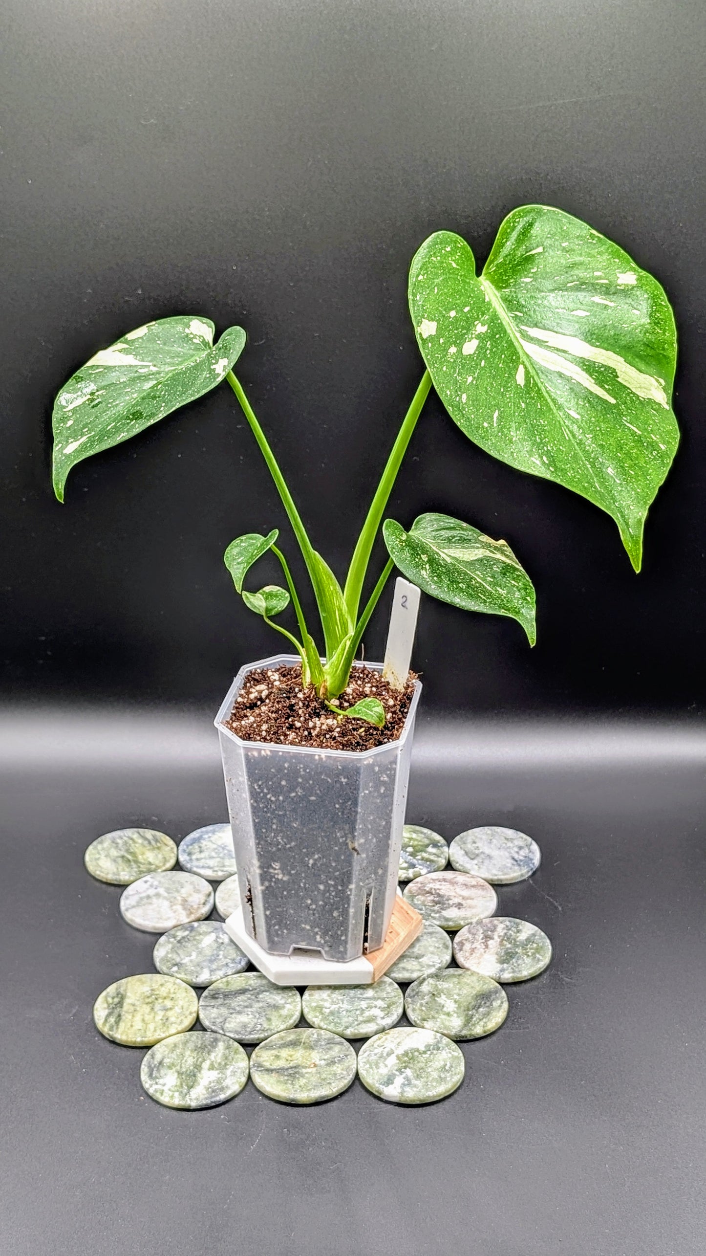 Monstera Thai Constellation Babypflanze