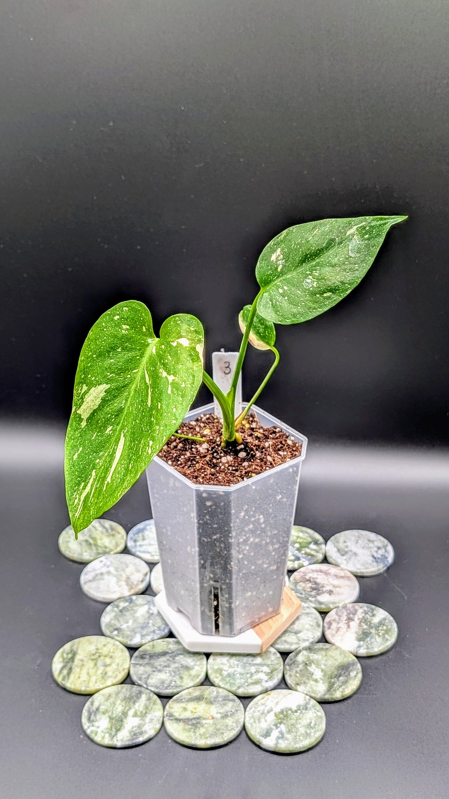 Monstera Thai Constellation Babypflanze