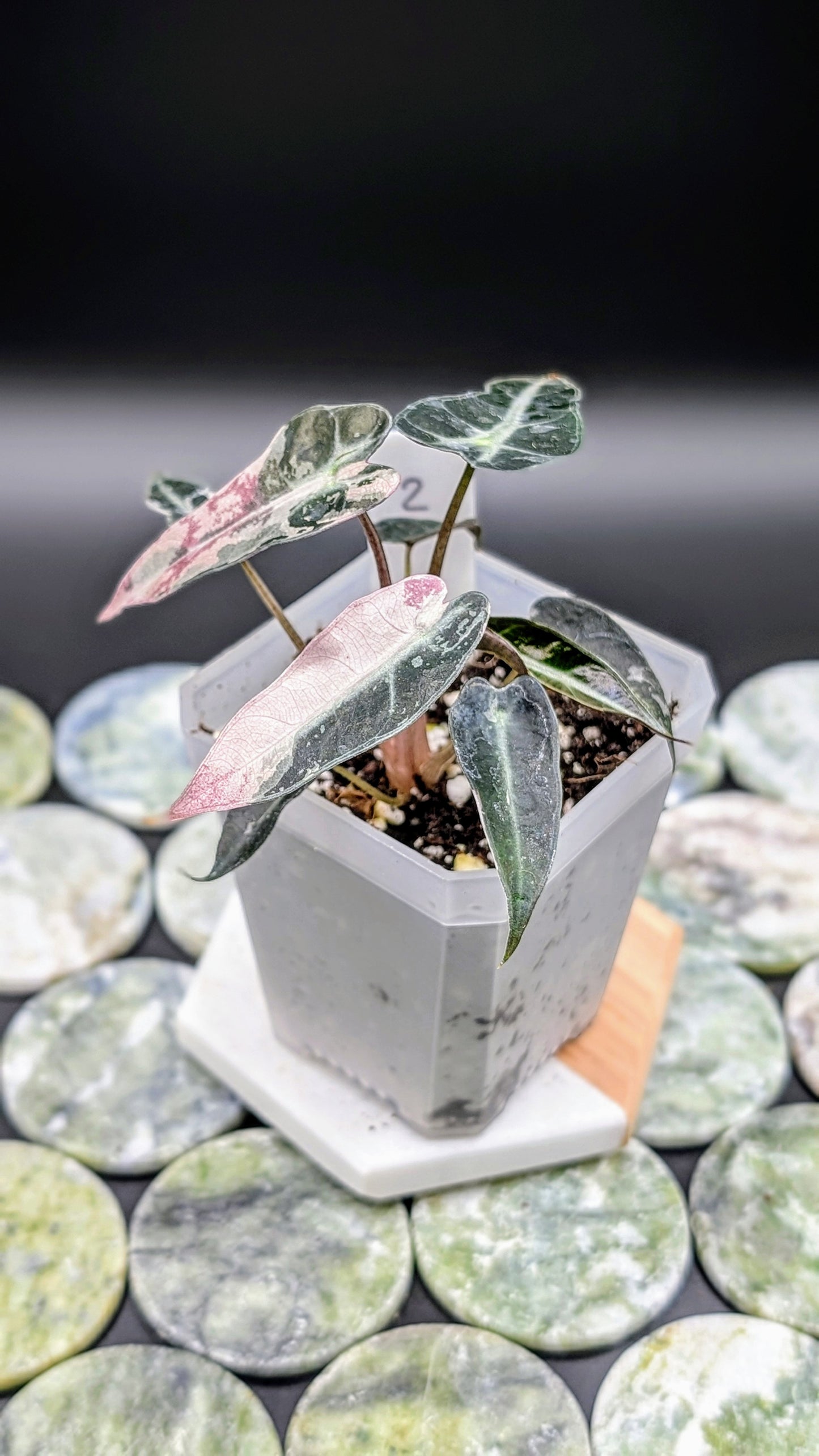 Alocasia Bambino Pink Babypflanze