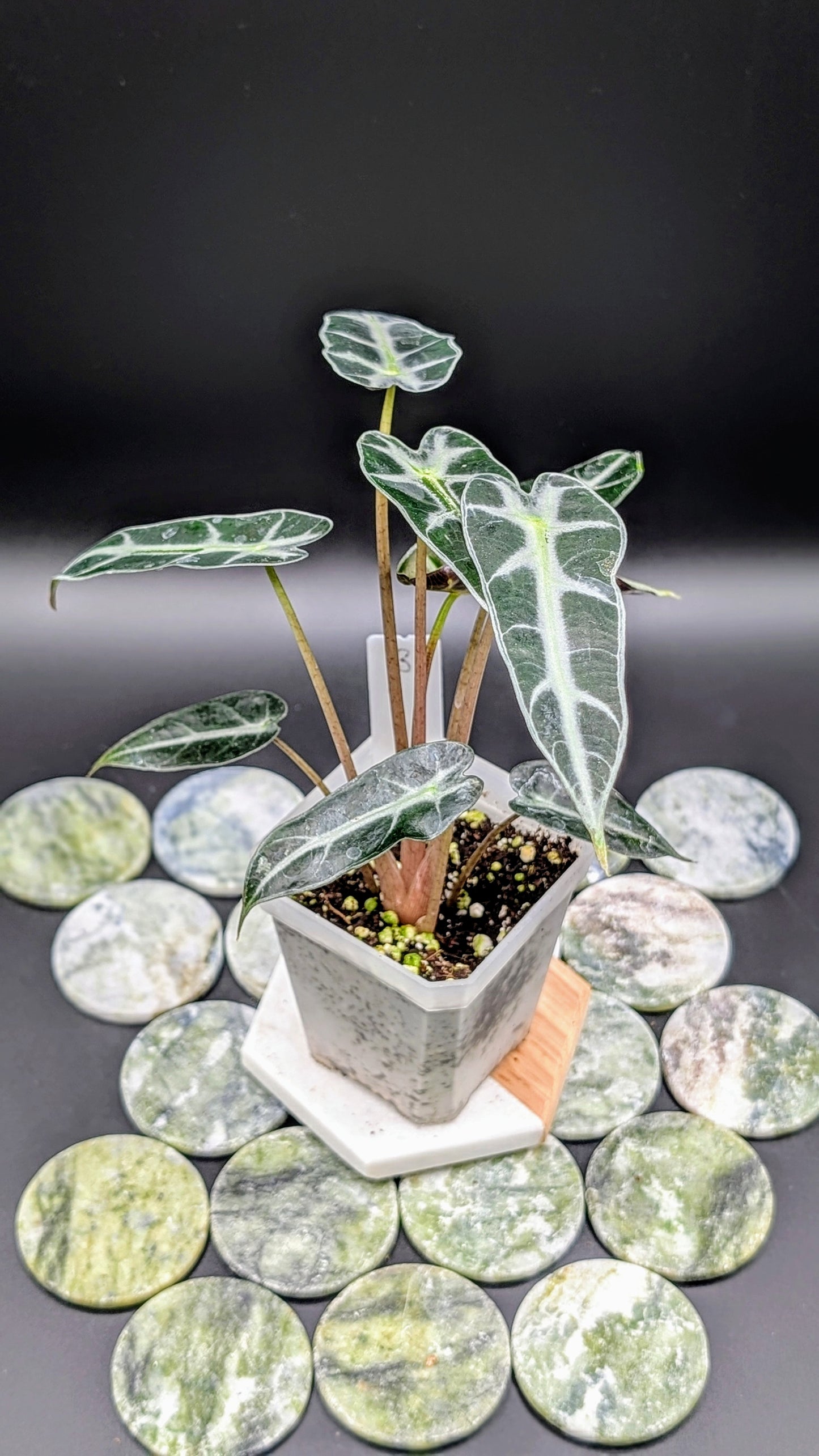Alocasia Bambino Pink Babypflanze