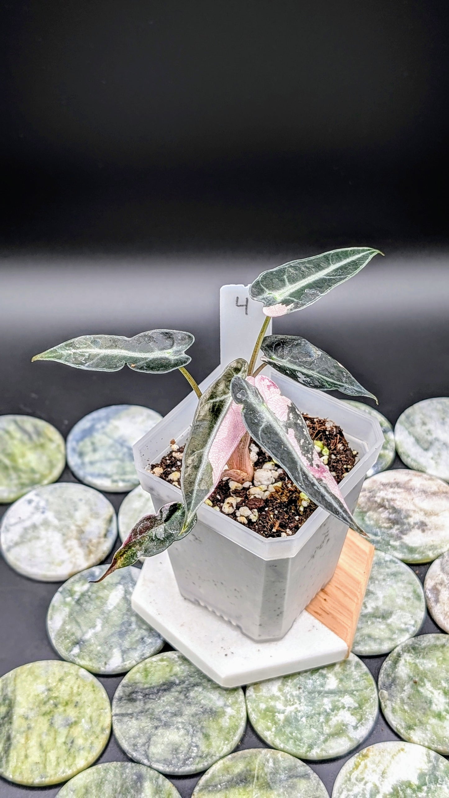 Alocasia Bambino Pink Babypflanze