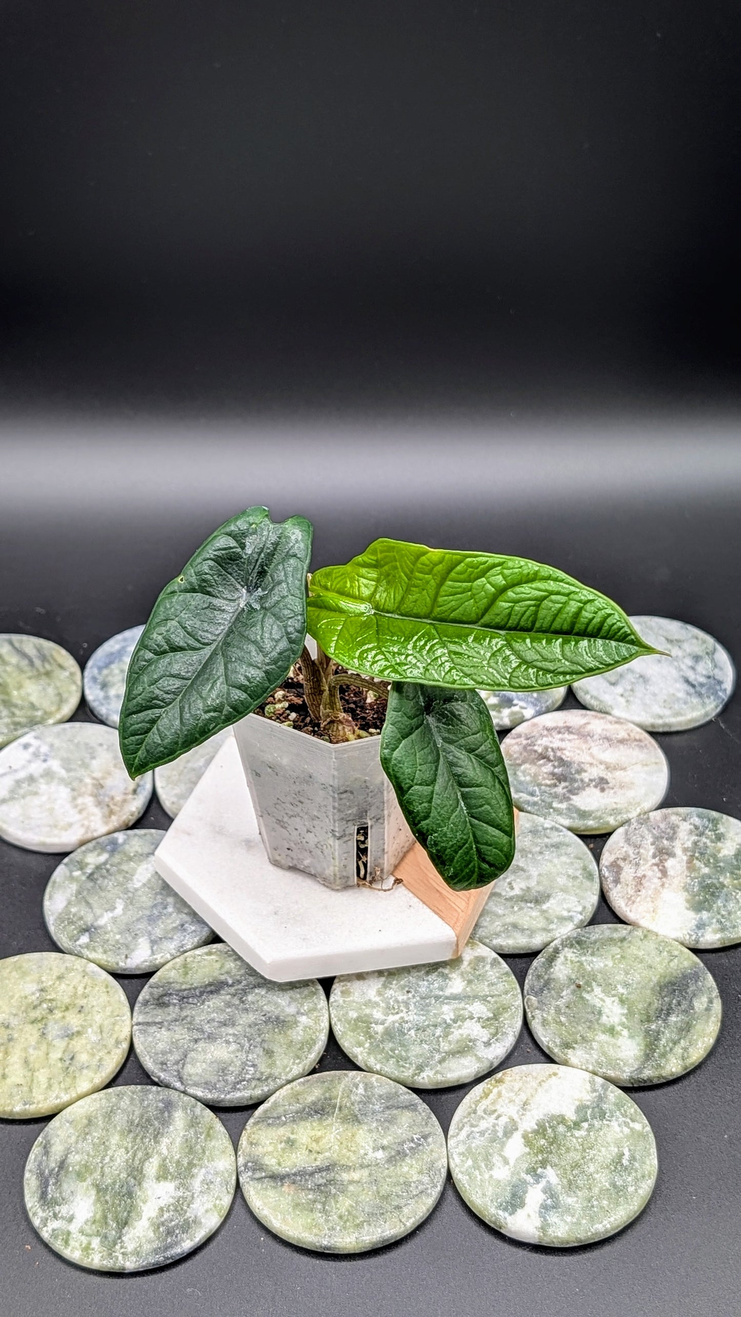 Alocasia Scalprum Babypflanze