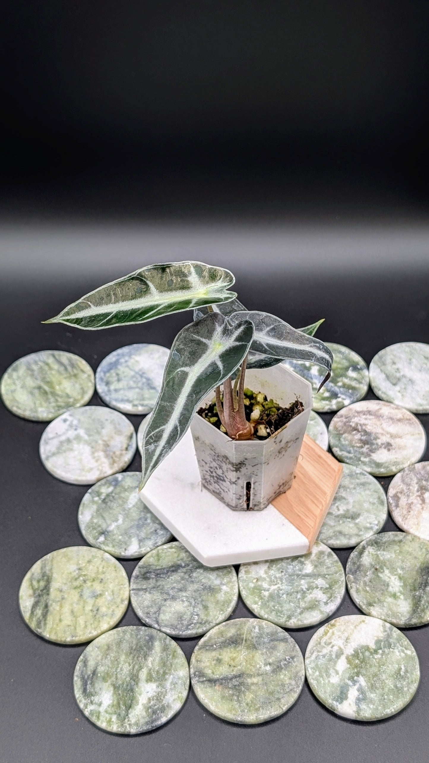Alocasia Bambino Arrow Babypflanze