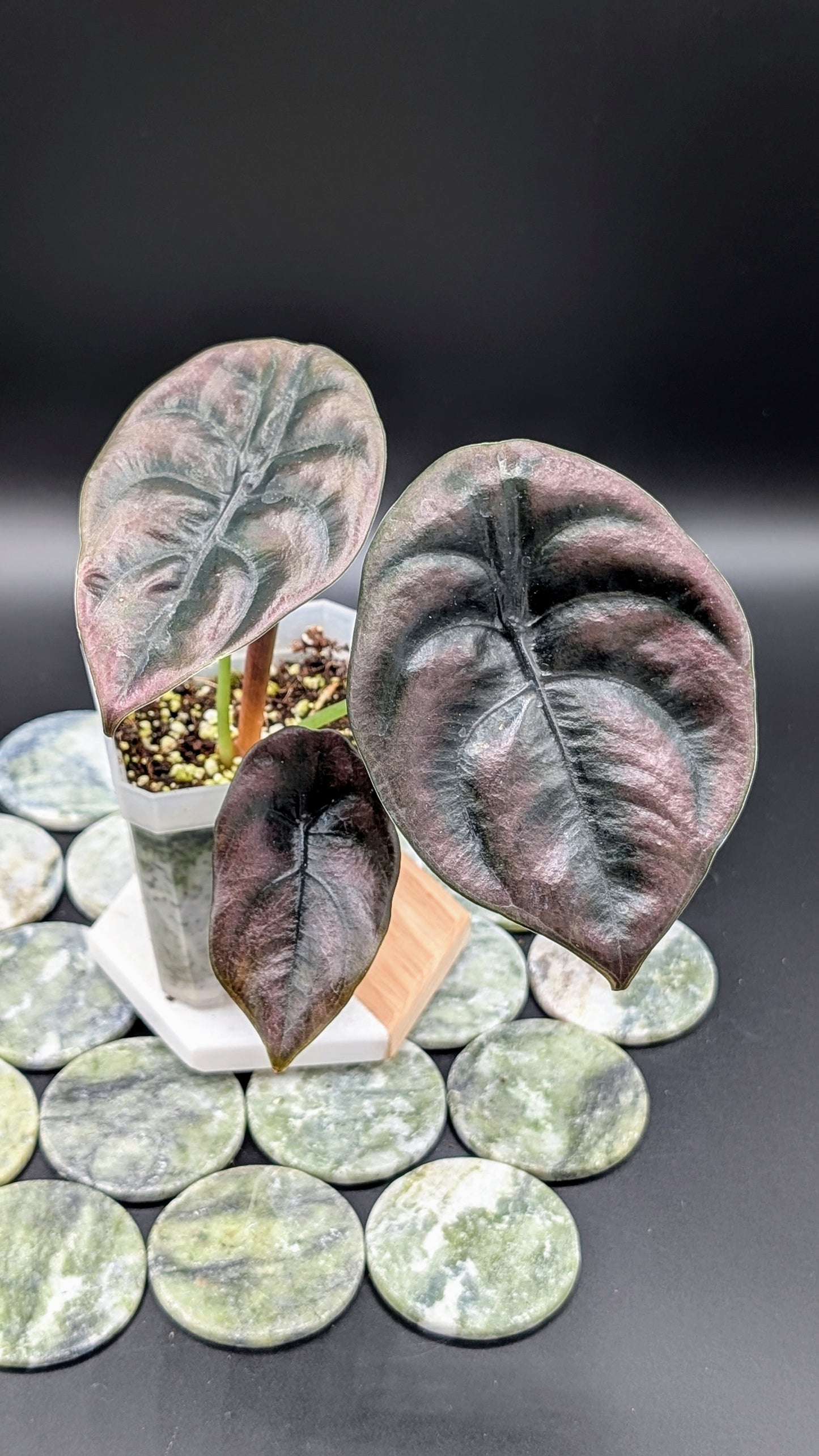 Alocasia Cuprea Red Secret