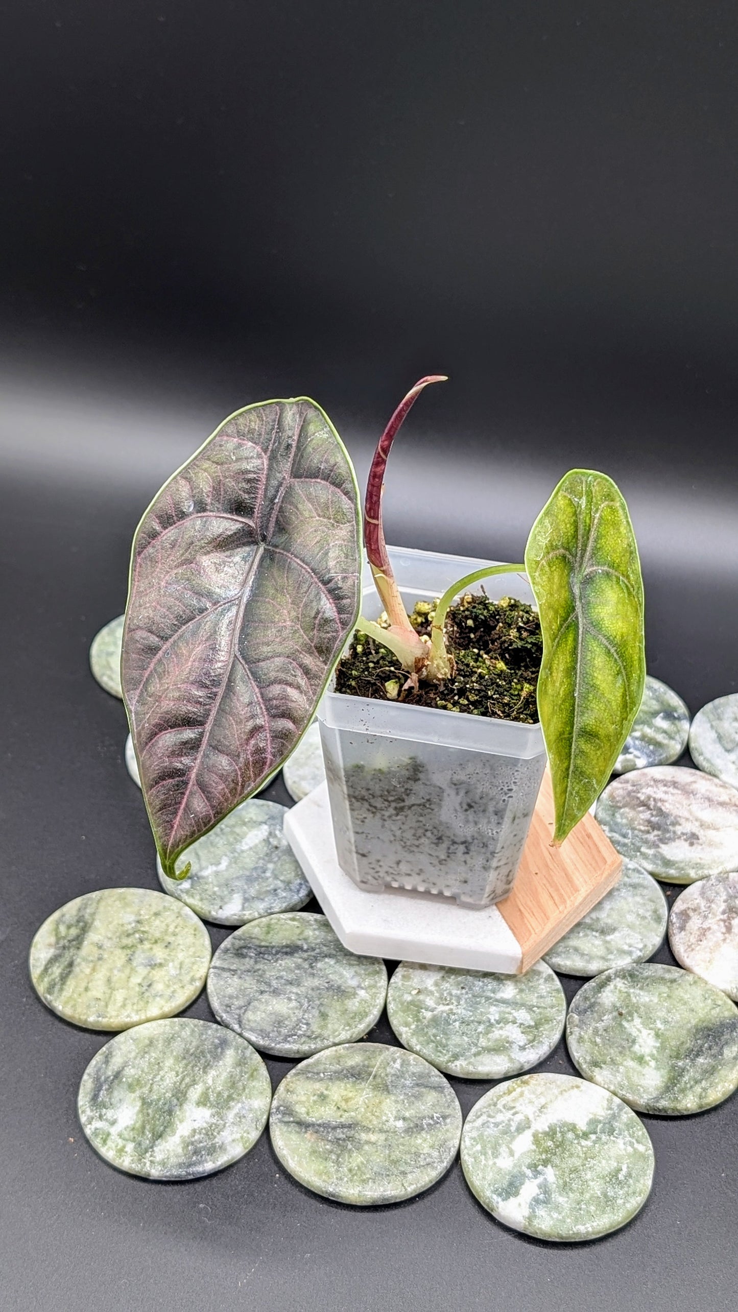 Alocasia Azlanii Babypflanze