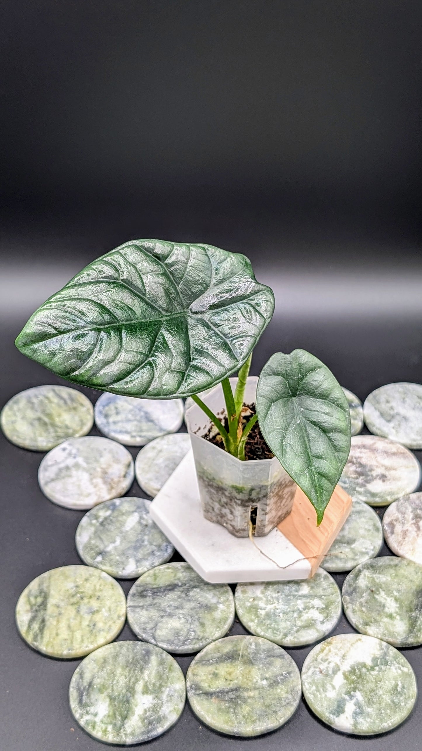Alocasia Sinuata Babypflanze