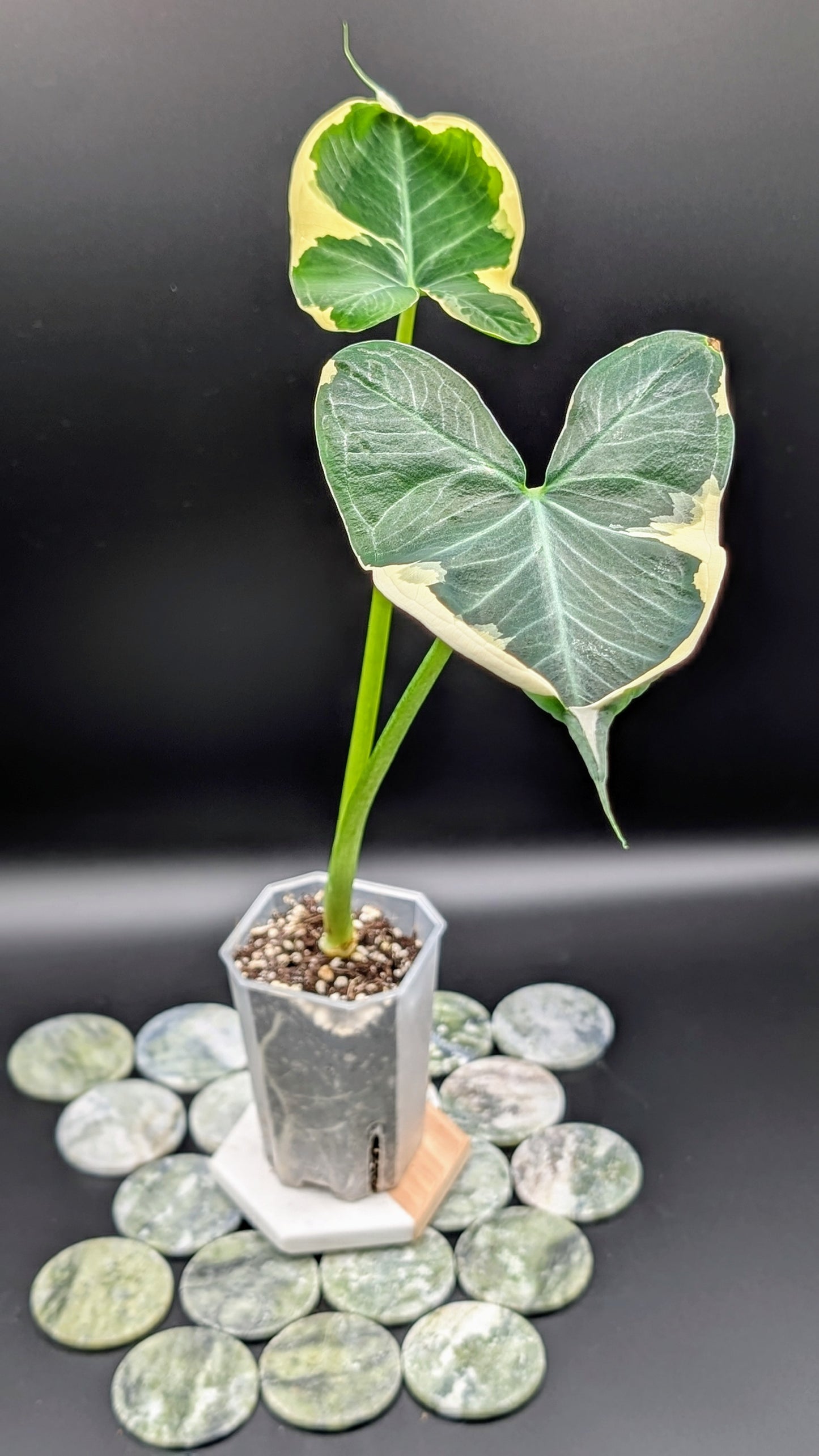 Xanthosoma (Alocasia) Mickey Mouse Variegata