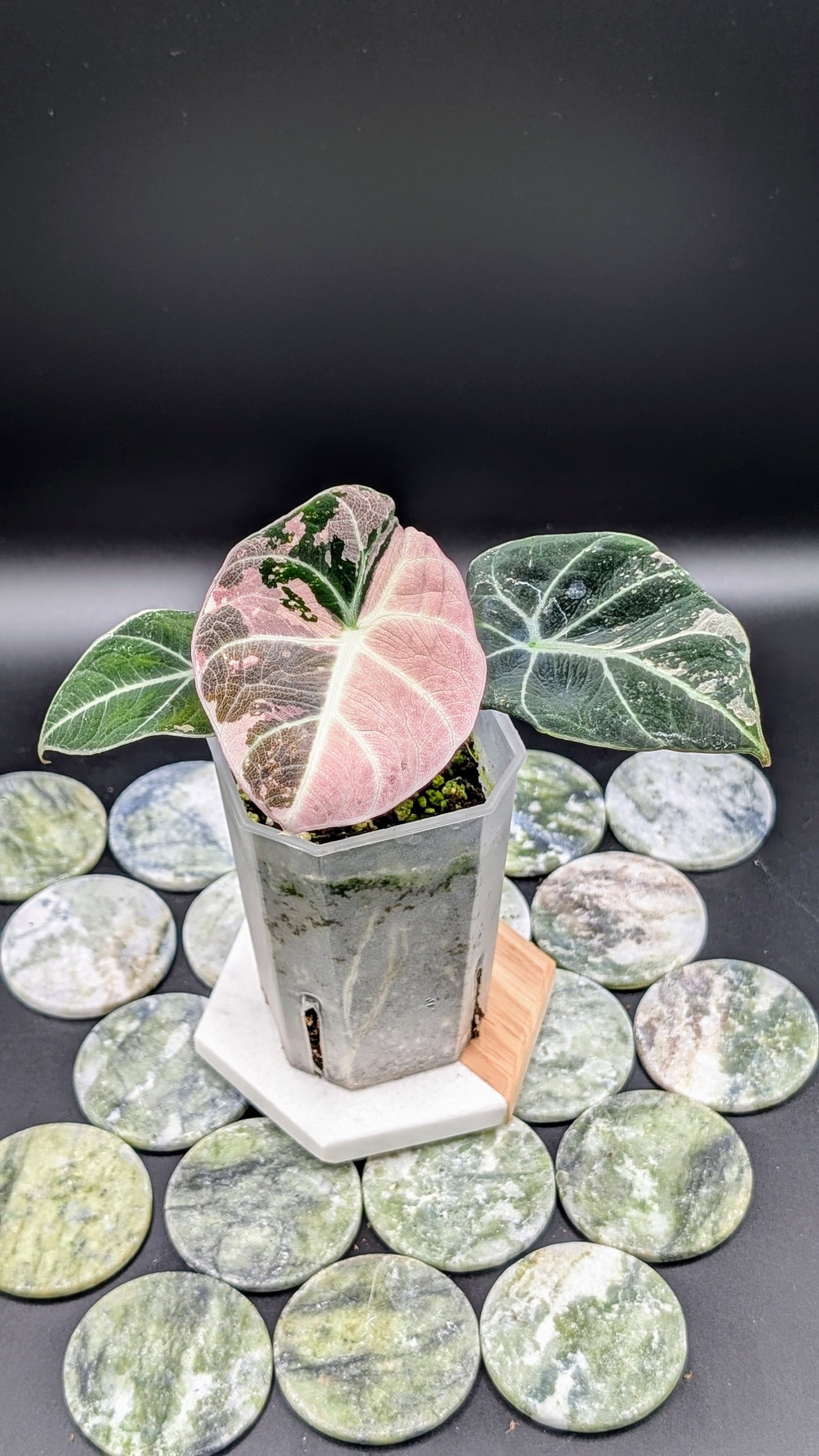Alocasia Black Velvet Pink Variegata Babypflanze