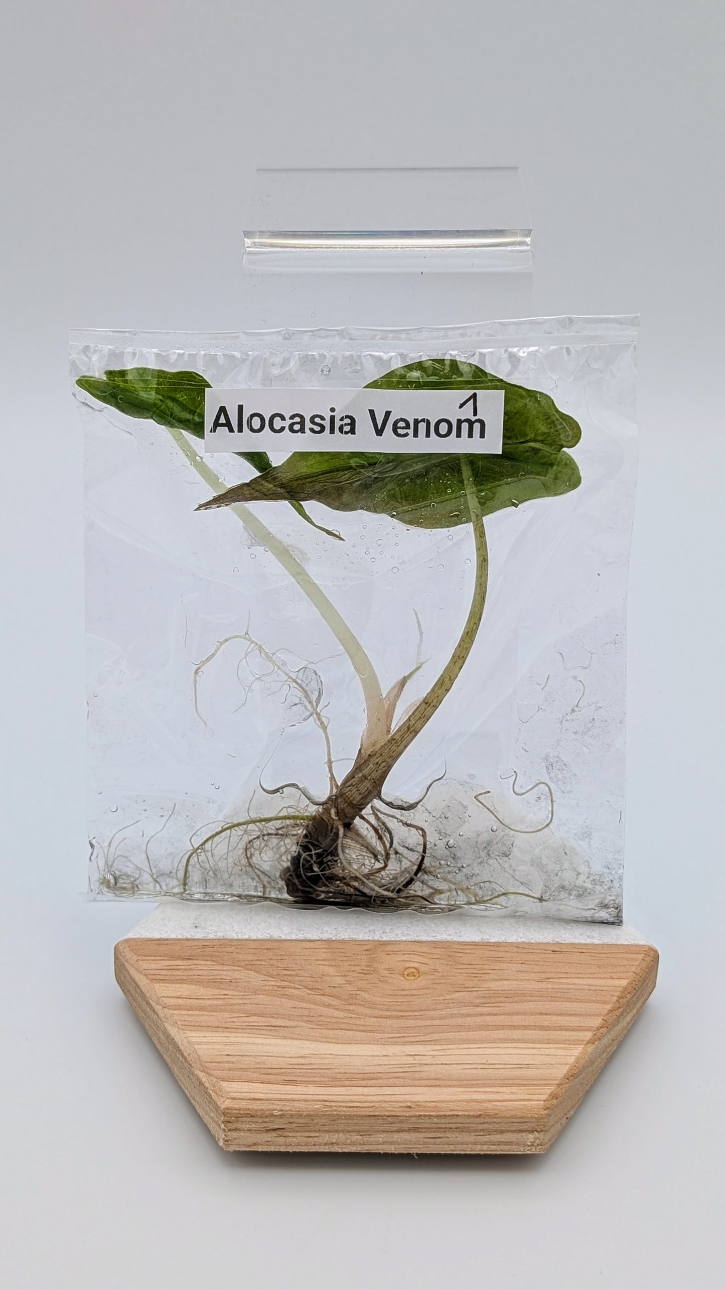 Alocasia Venom im TC Beutel