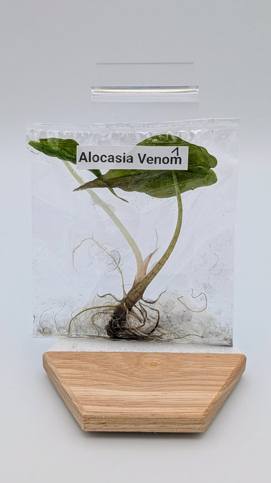 Alocasia Venom im TC Beutel