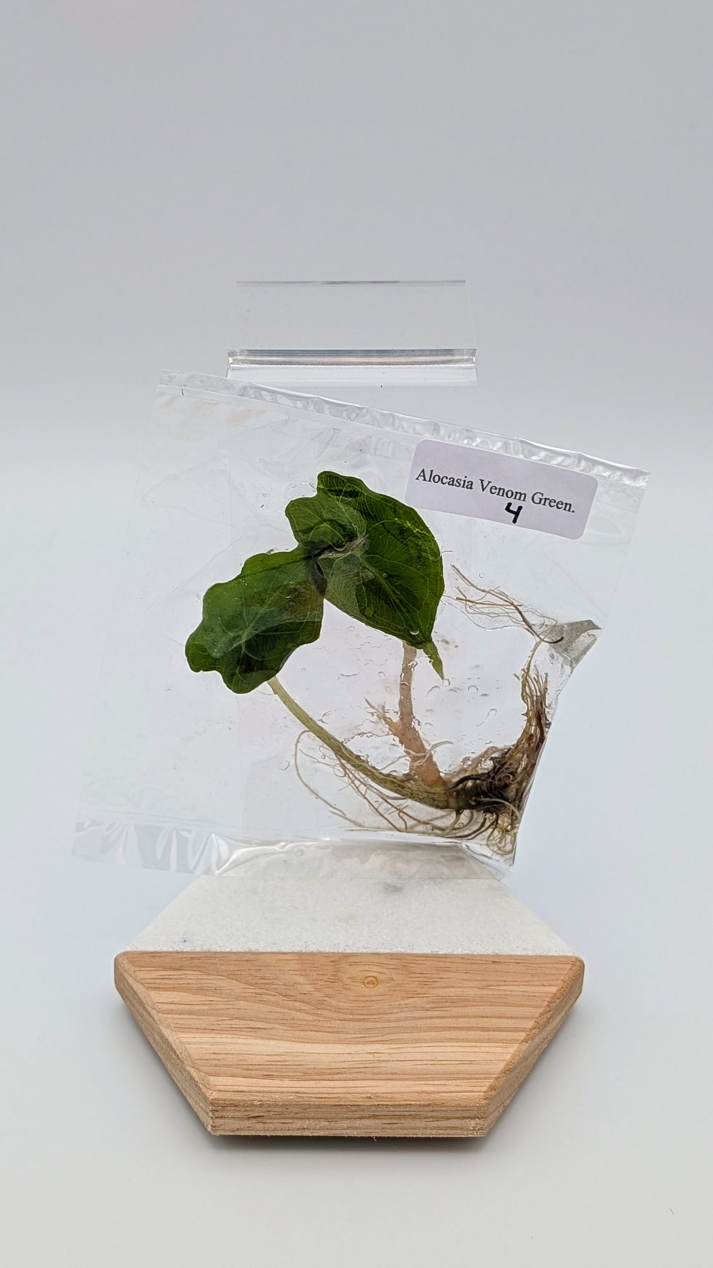 Alocasia Venom im TC Beutel