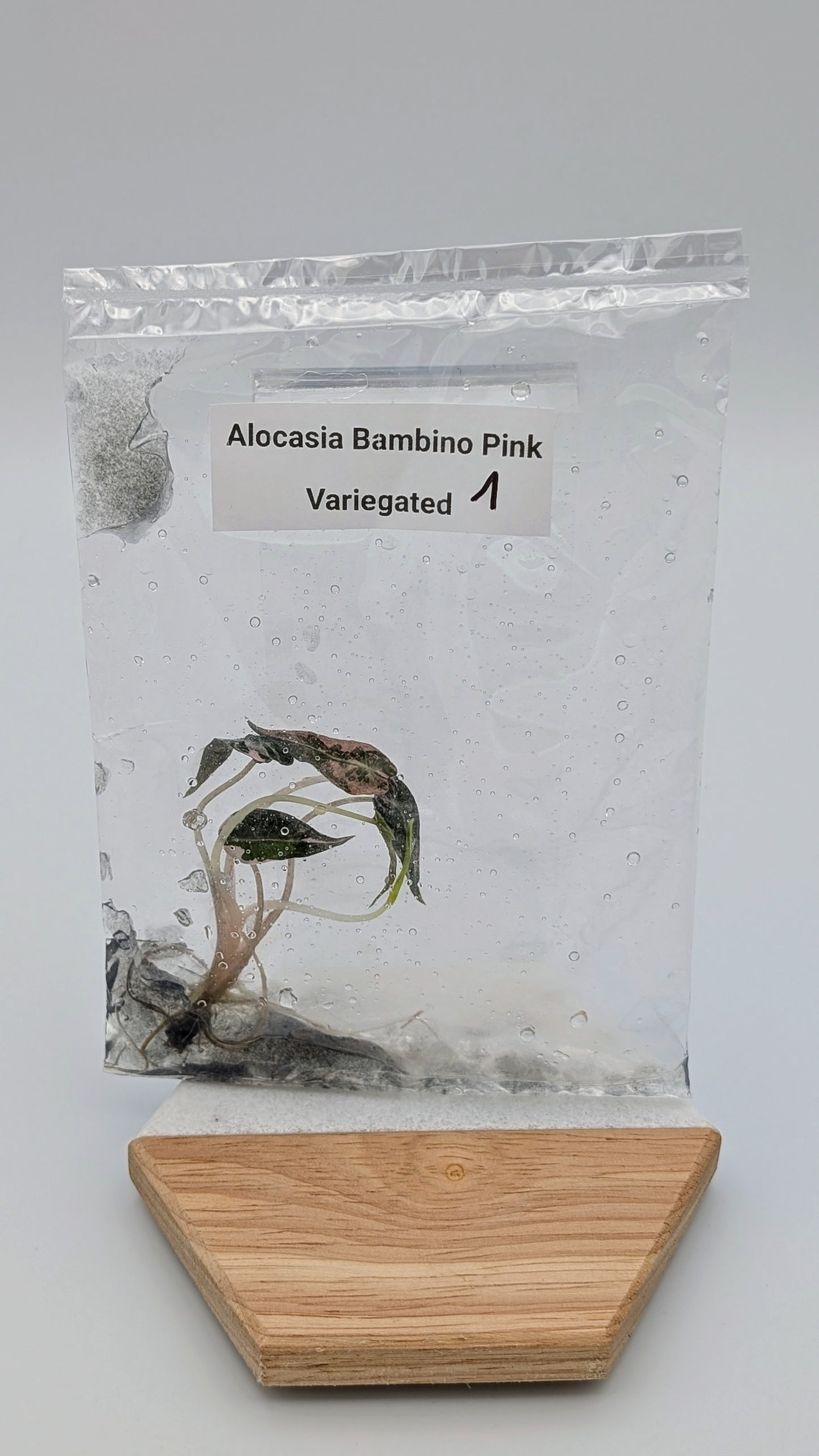 Alocasia Bambino Arrow Pink Variegata im TC Beutel