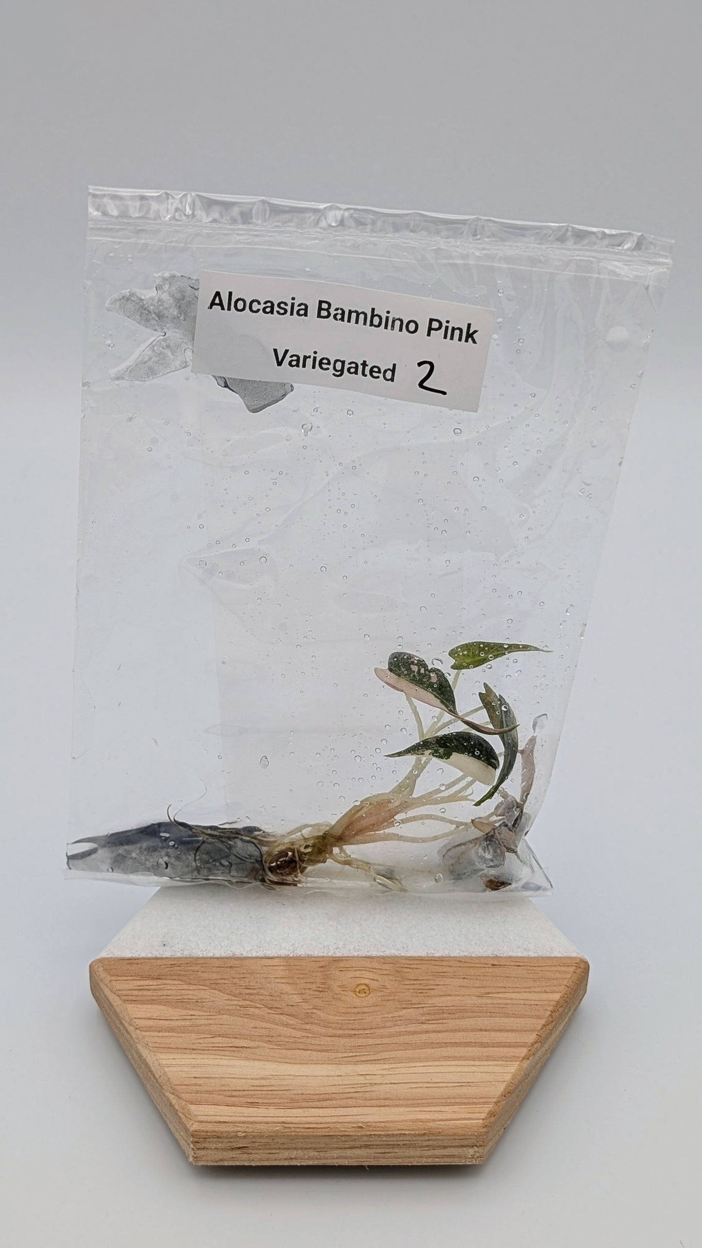 Alocasia Bambino Arrow Pink Variegata im TC Beutel