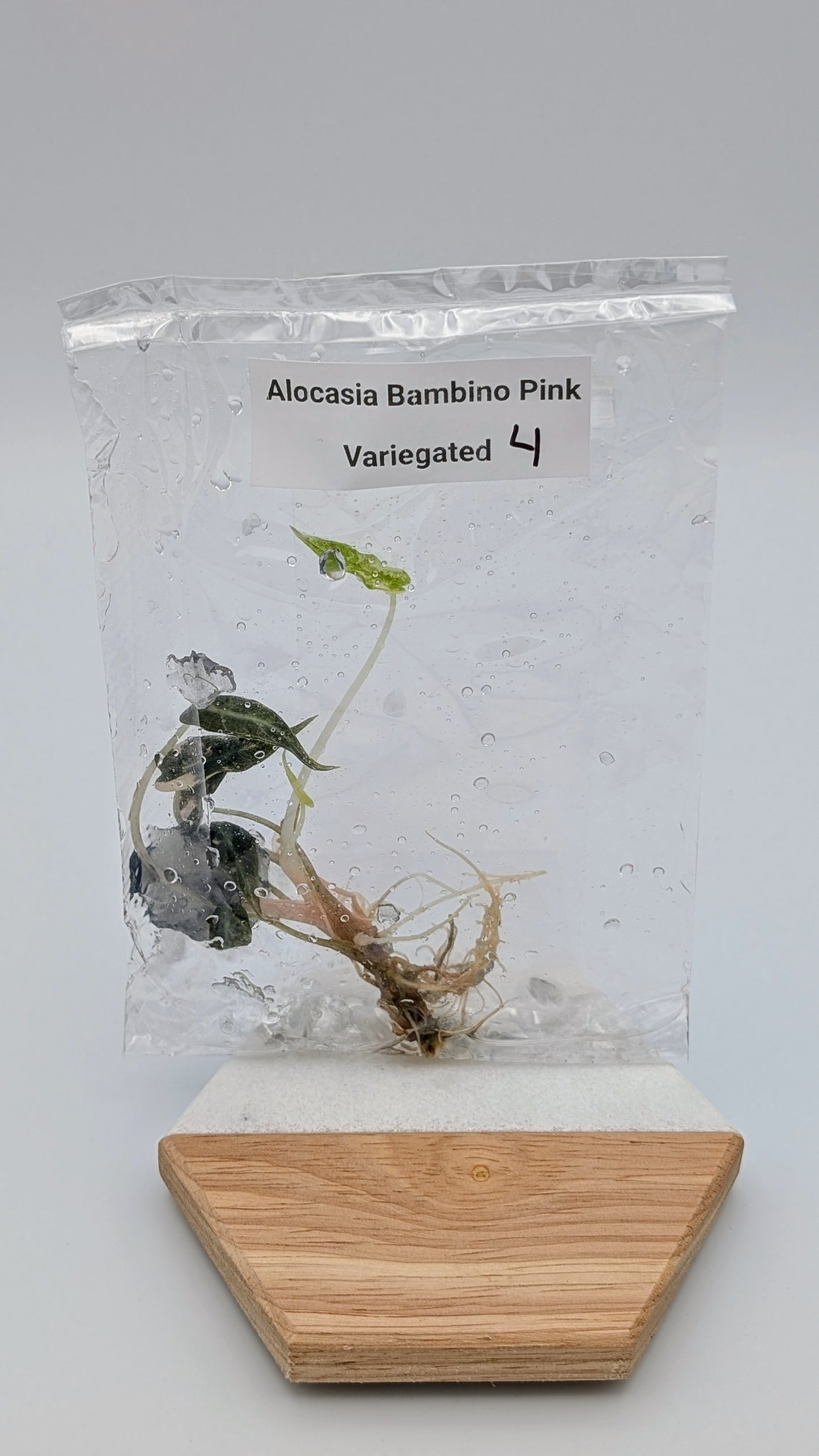 Alocasia Bambino Arrow Pink Variegata im TC Beutel