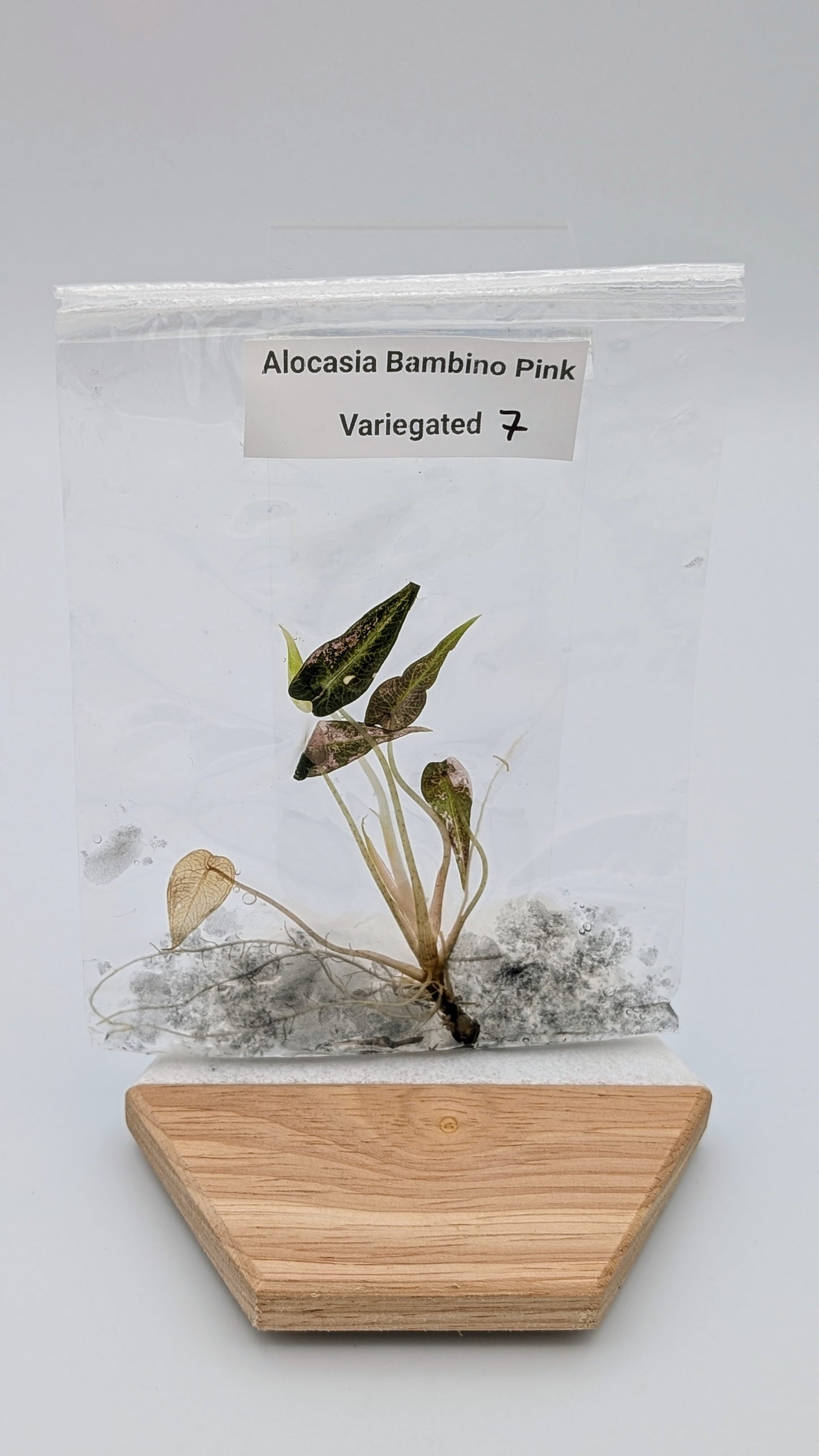 Alocasia Bambino Arrow Pink Variegata im TC Beutel