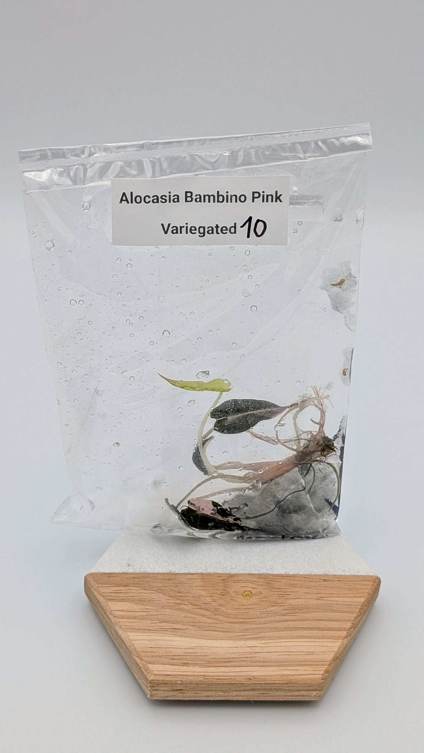 Alocasia Bambino Arrow Pink Variegata im TC Beutel