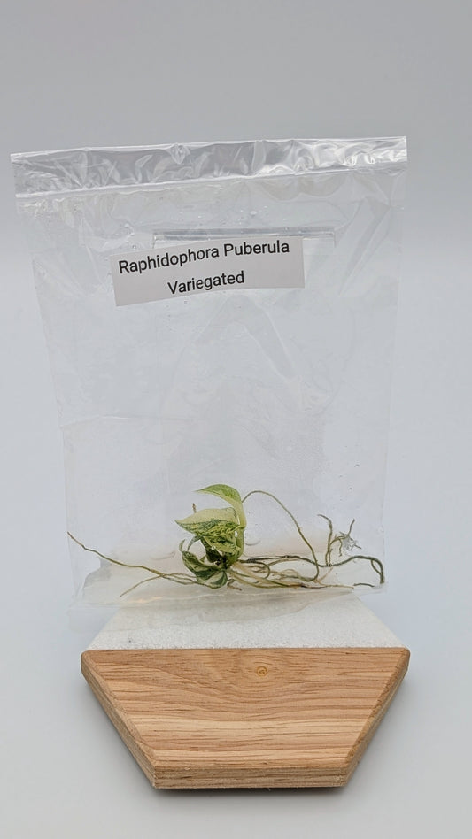 Rhaphidophora Puberula Variegata im TC Beutel