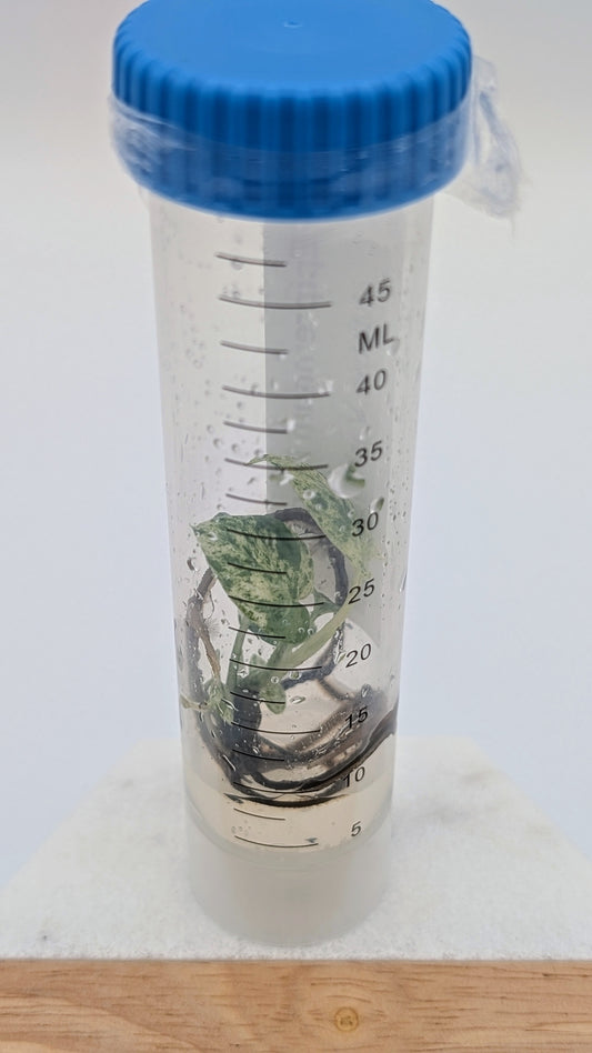 Epipremnum Pinnatum 'Marble' in TC Flasche