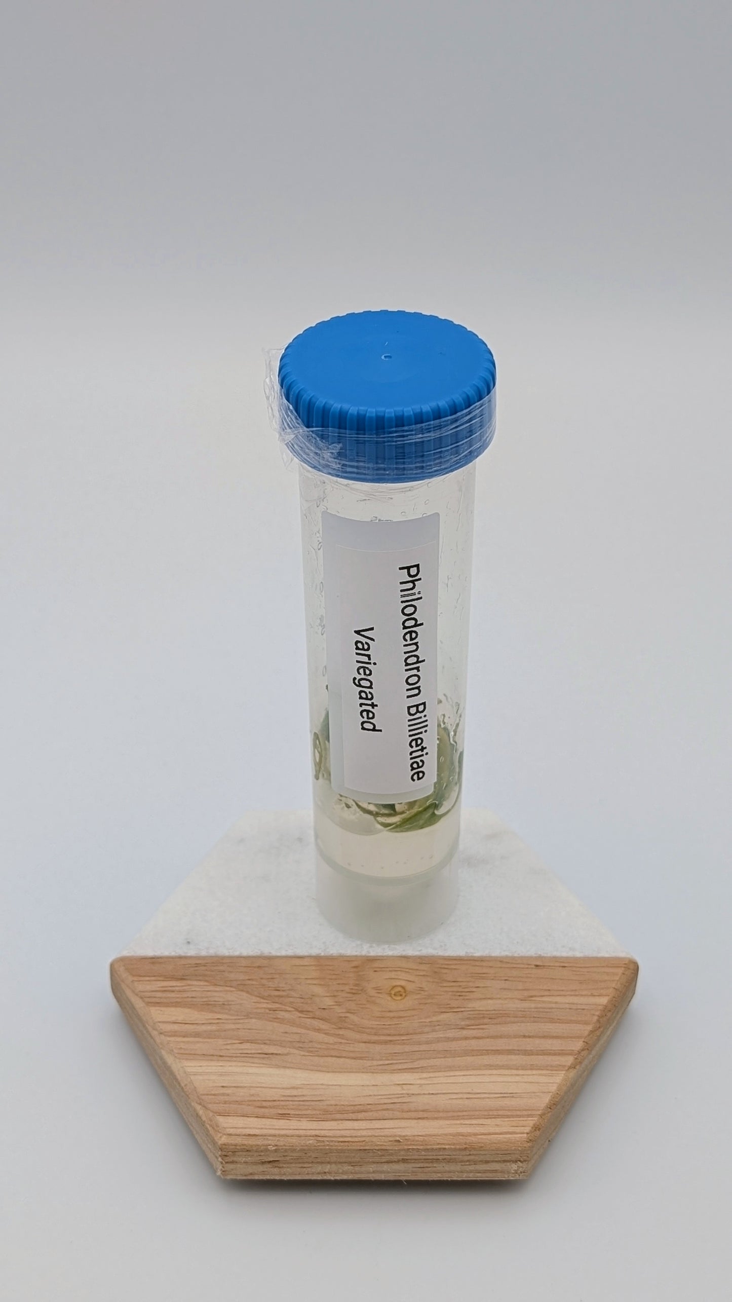 Philodendron Billietiae Variegata in TC Flasche