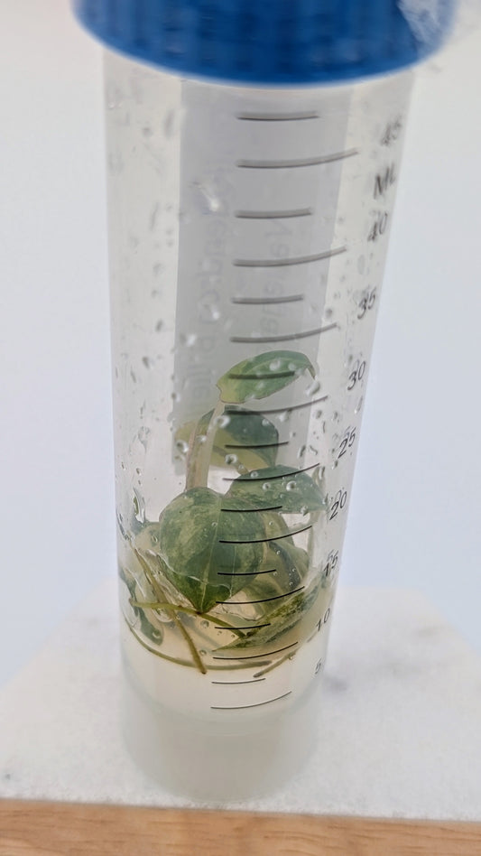 Philodendron Billietiae Variegata in TC Flasche