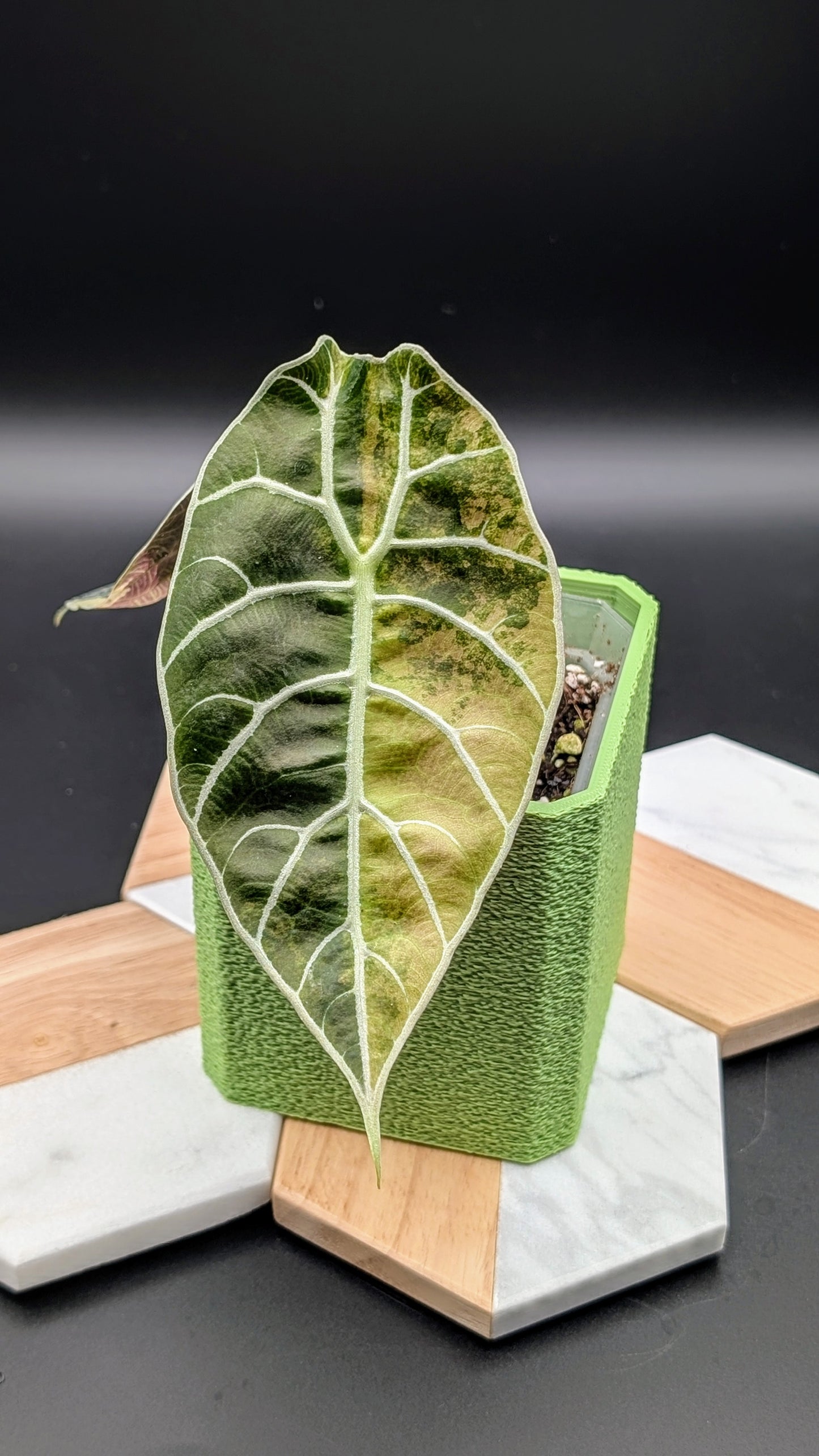 Alocasia Watsoniana Variegata