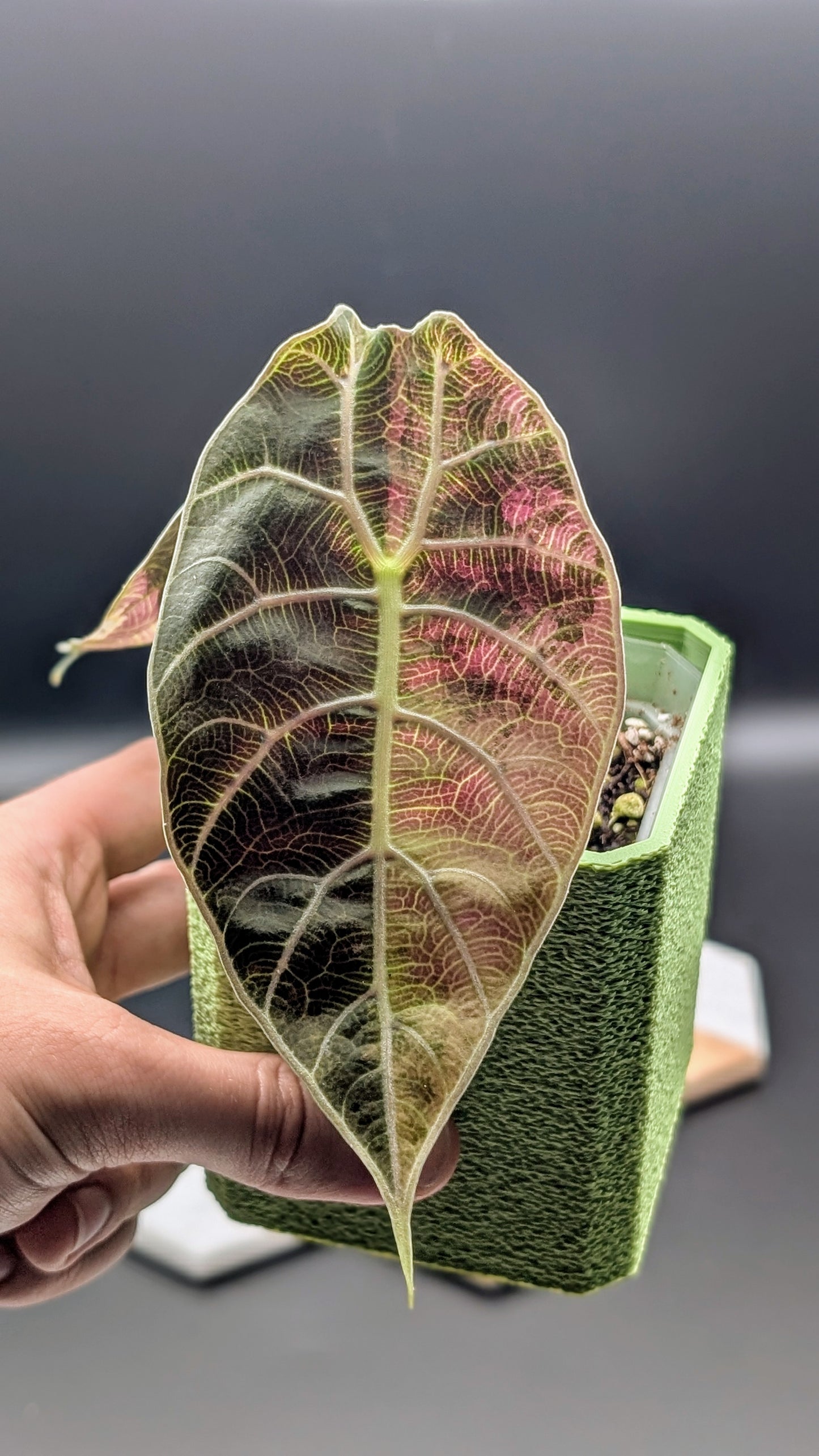 Alocasia Watsoniana Variegata
