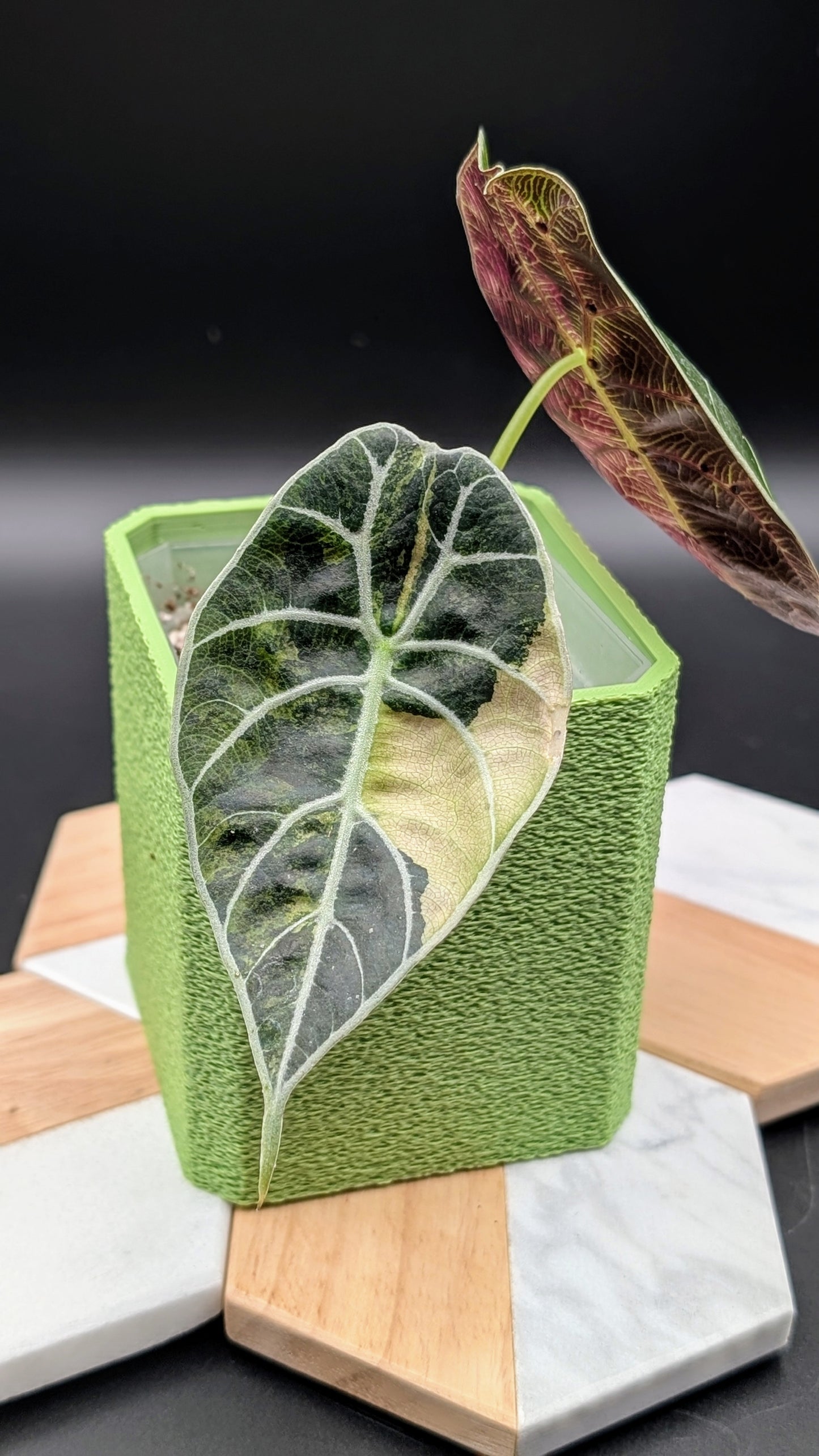 Alocasia Watsoniana Variegata