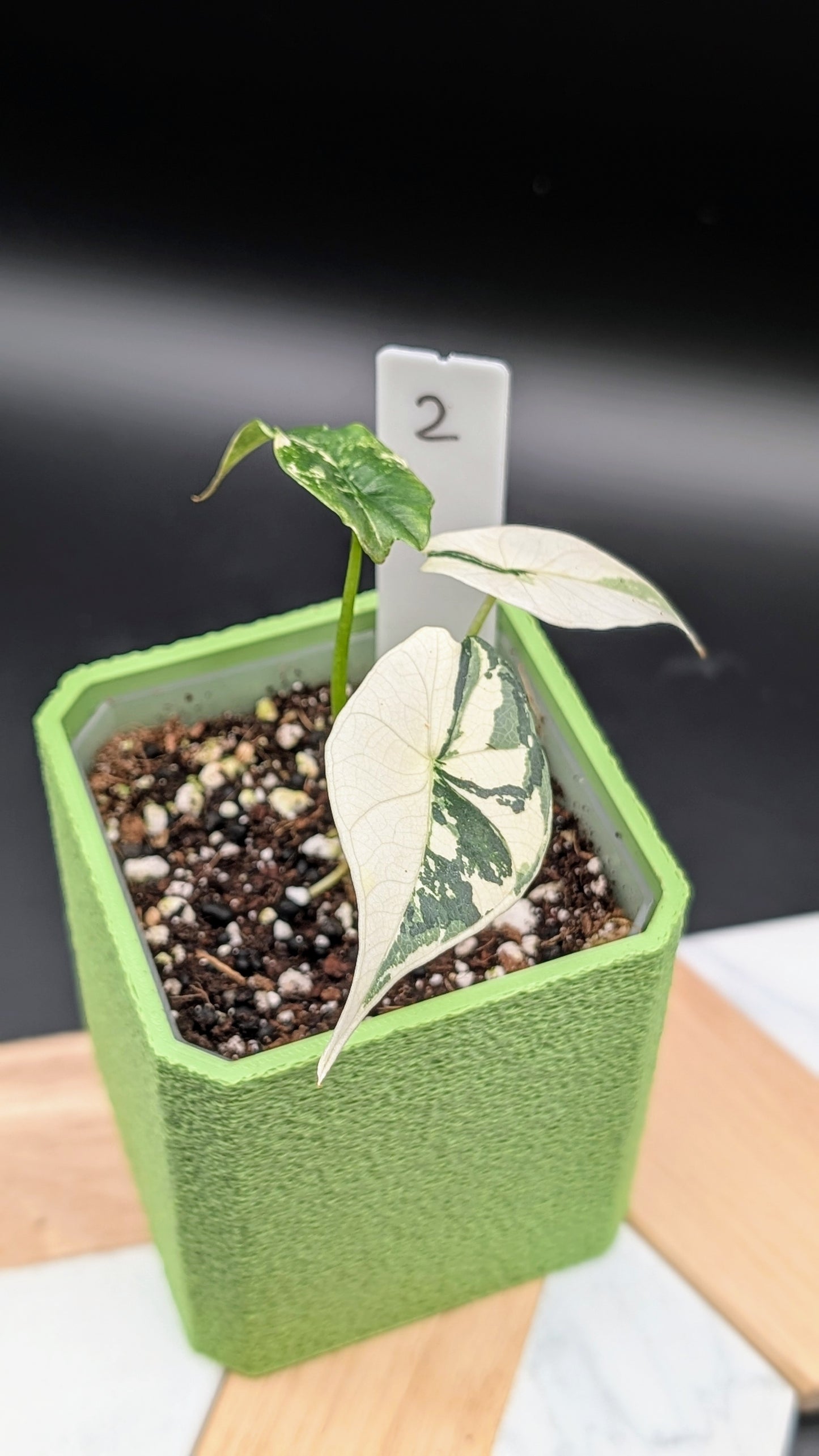 Alocasia Simpo Albo Babypflanze