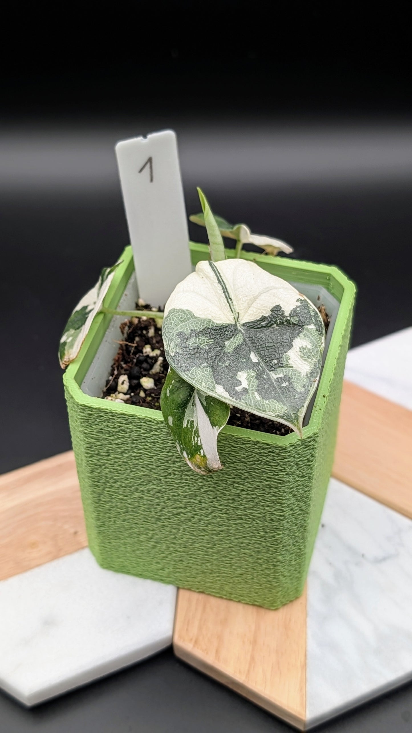 Alocasia Melo Albo Babypflanze