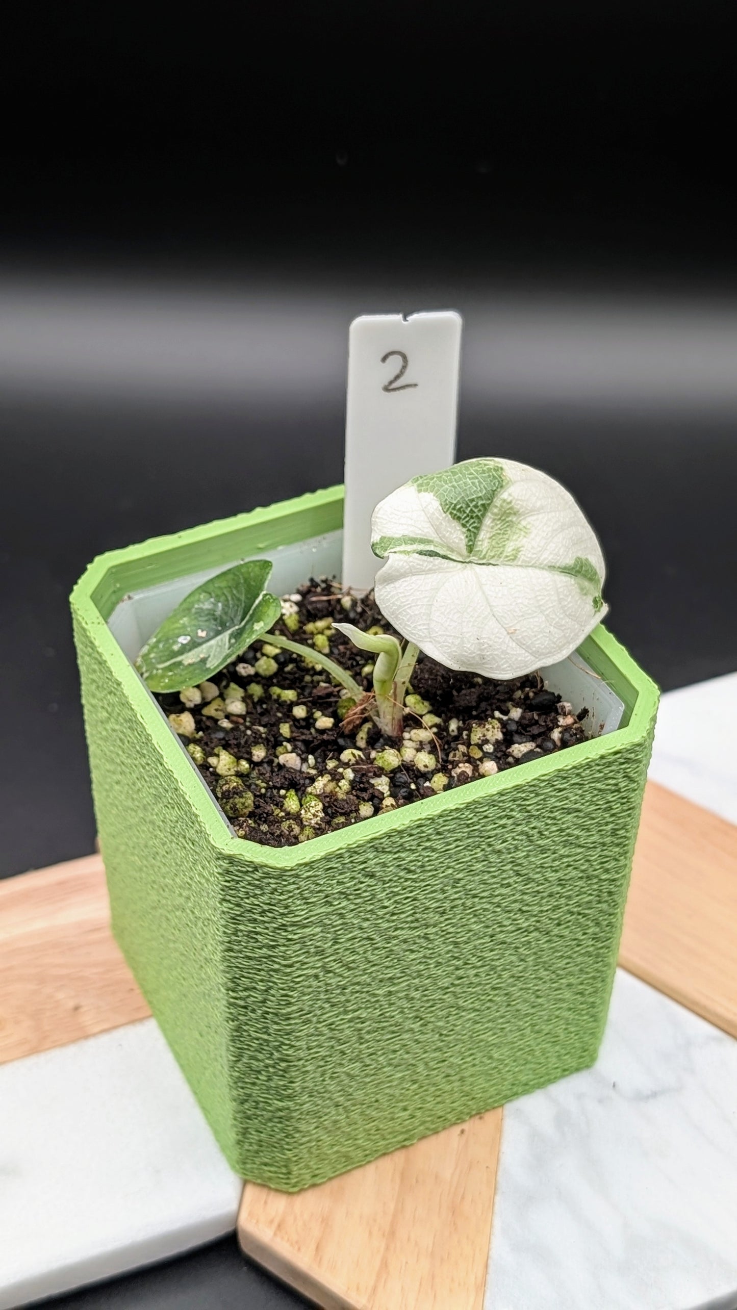 Alocasia Melo Albo Babypflanze