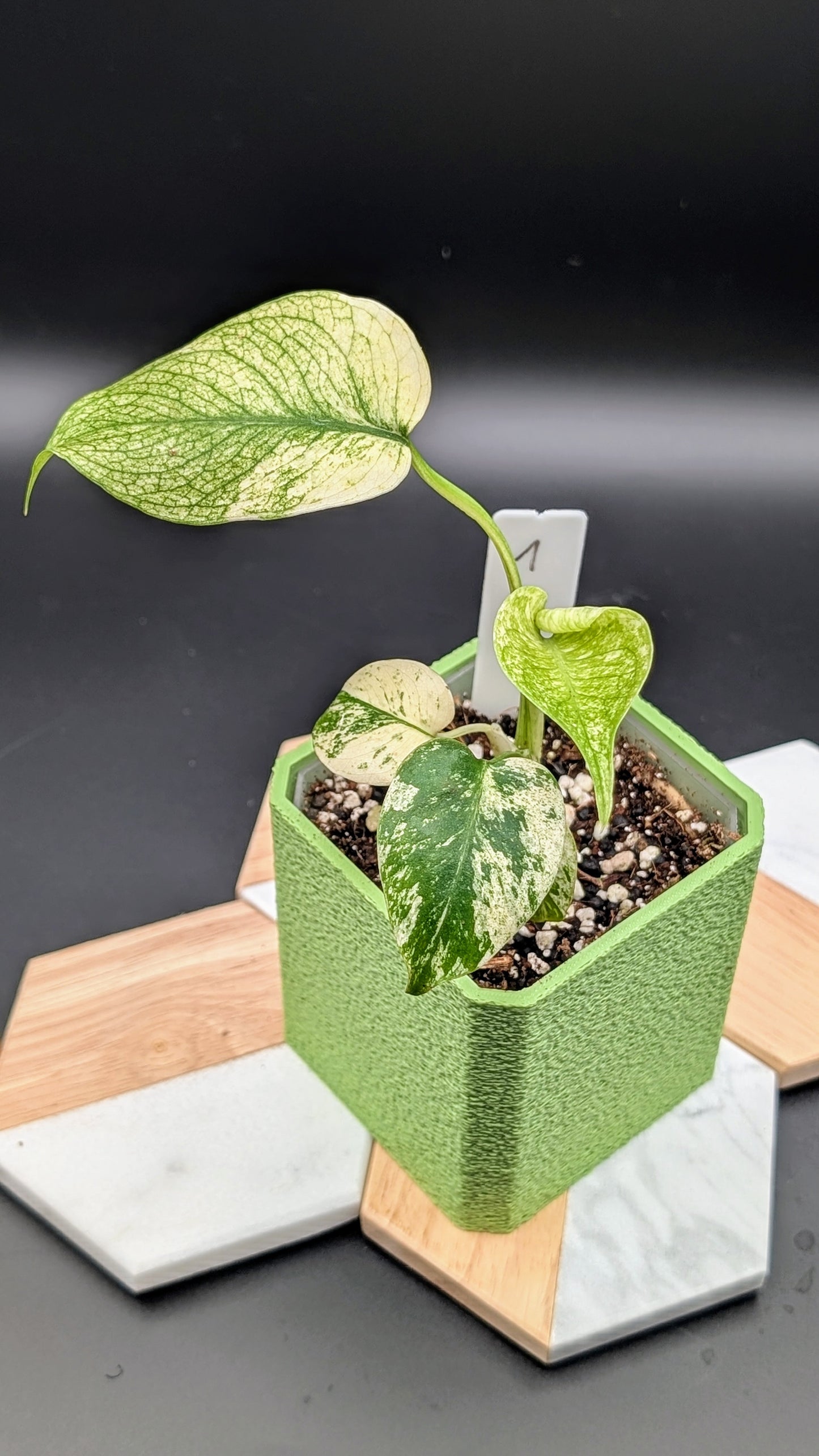 Monstera White Monster Babypflanze