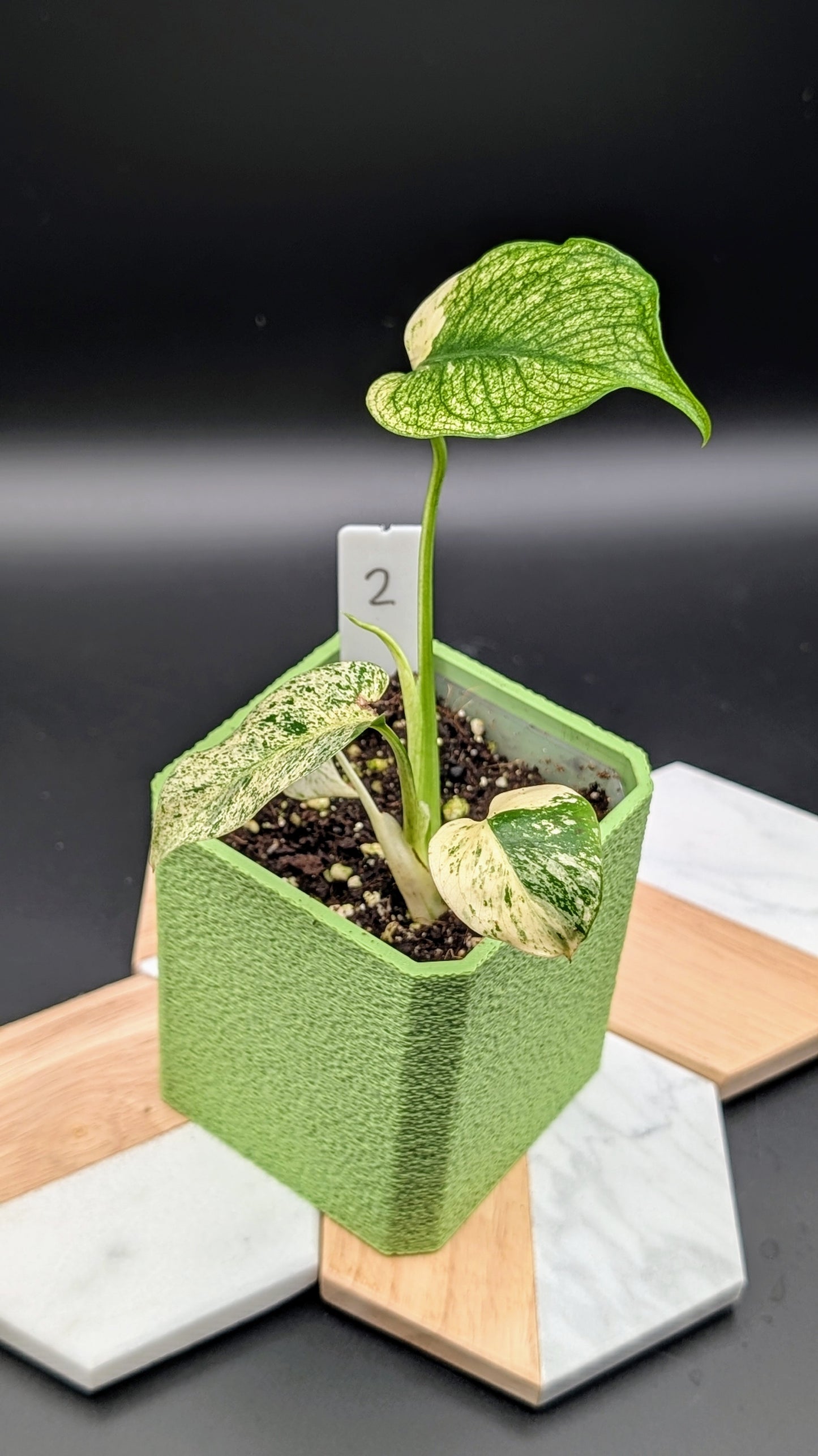 Monstera White Monster Babypflanze
