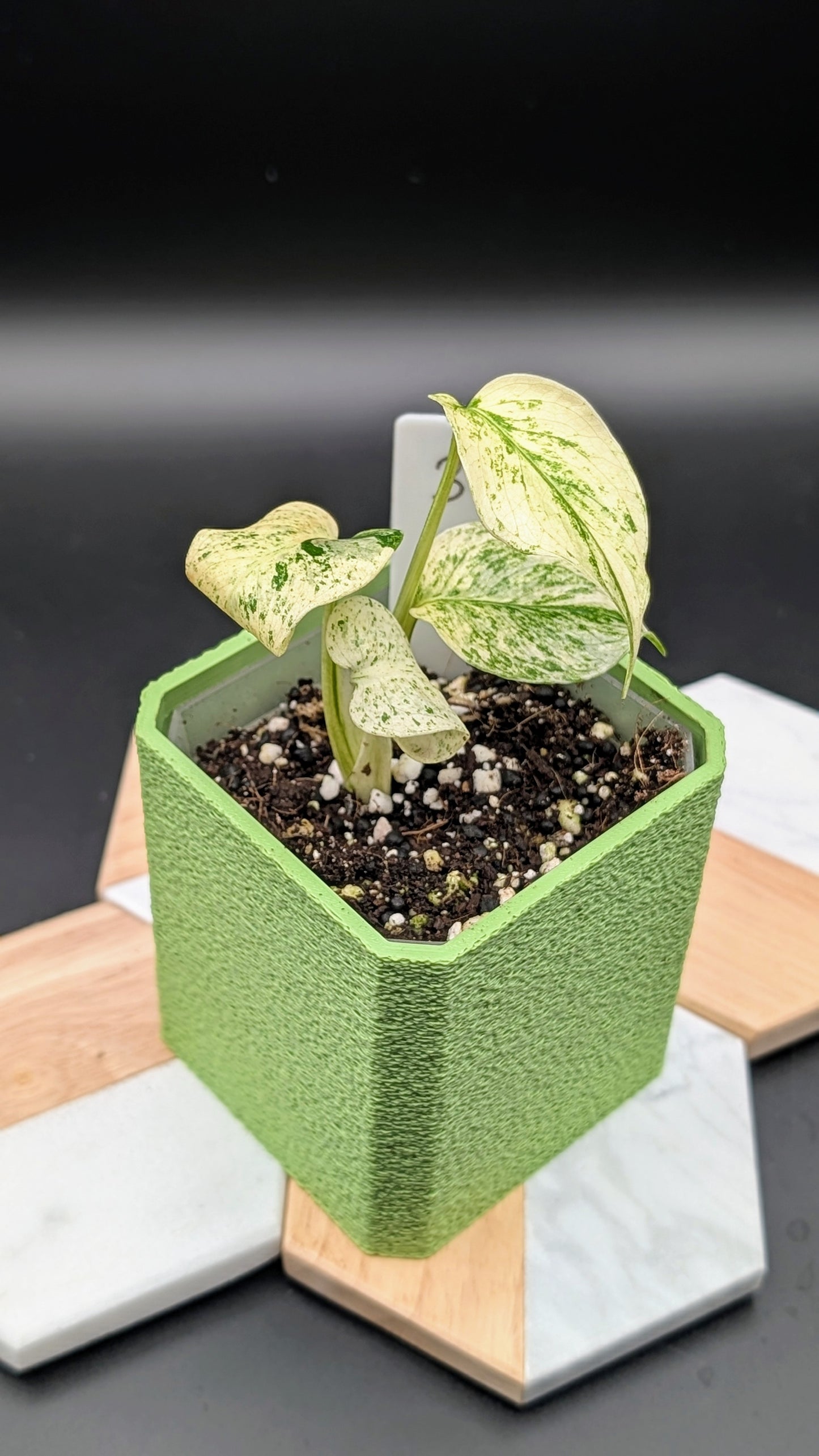Monstera White Monster Babypflanze