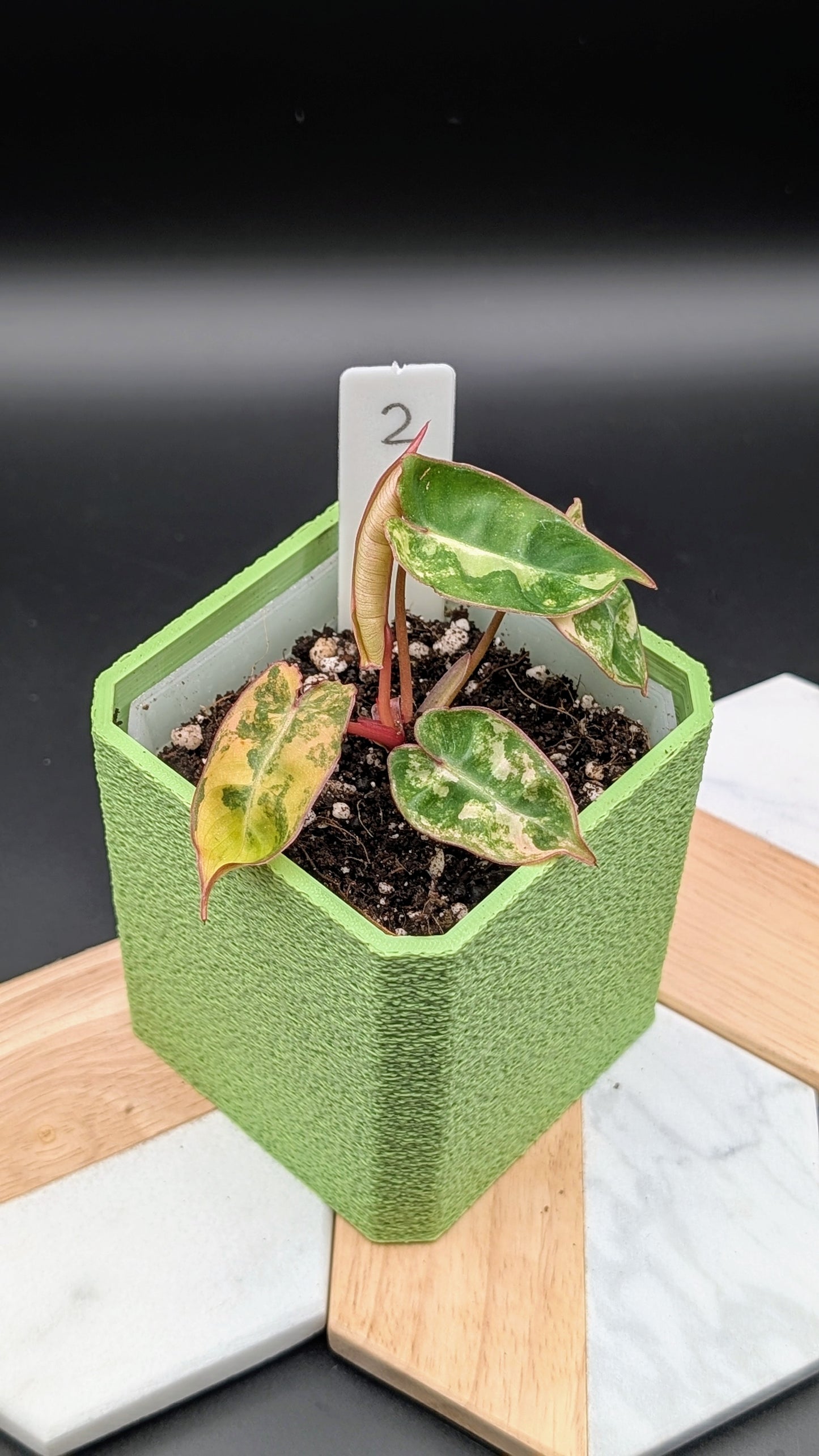 Philodendron Billietiae Babypflanze