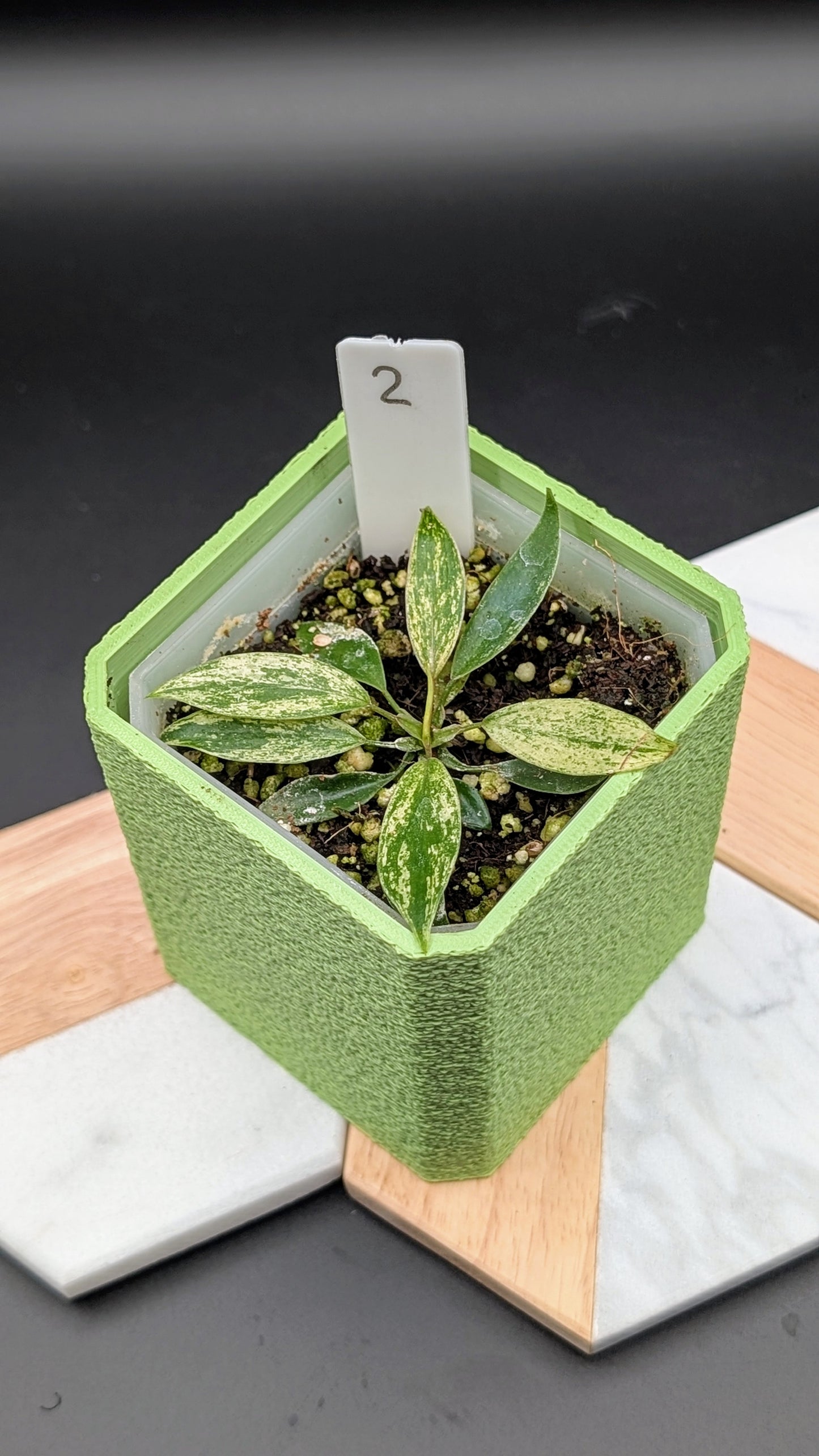 Philodendron Joepii Variegata Babypflanze