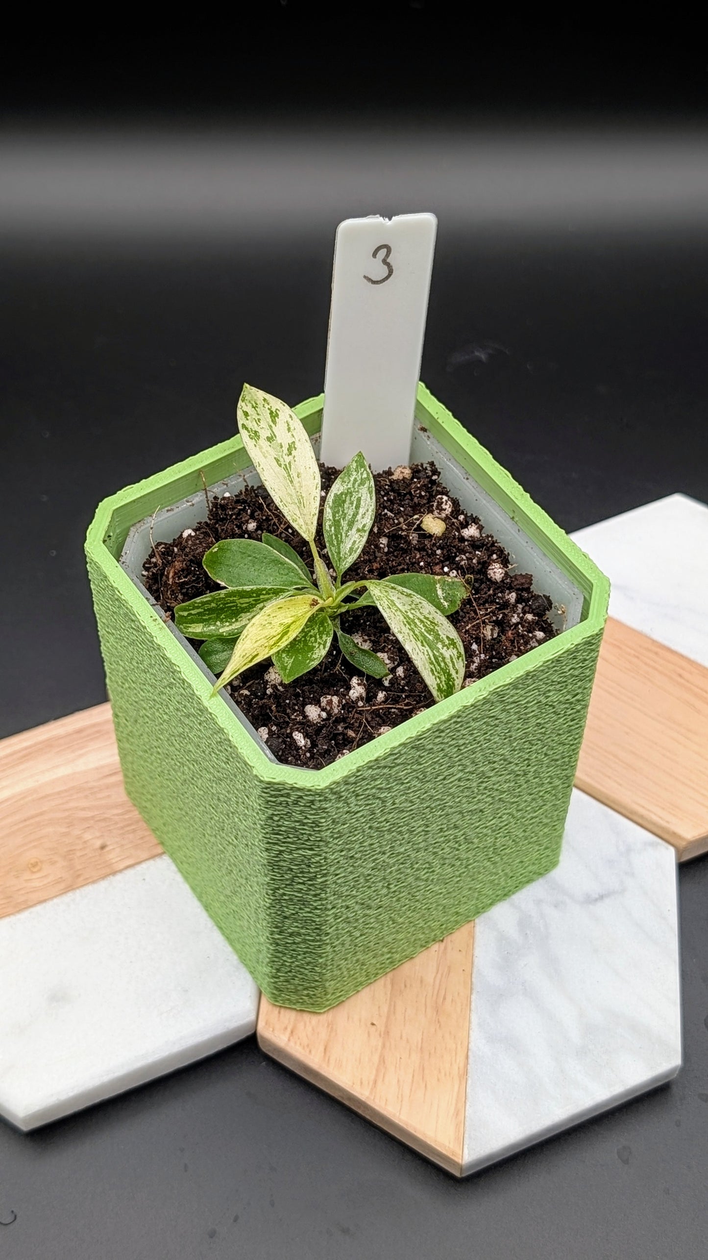 Philodendron Joepii Variegata Babypflanze