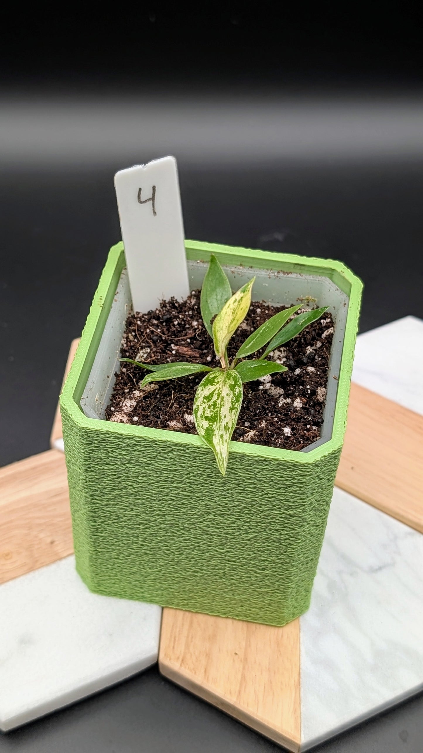 Philodendron Joepii Variegata Babypflanze