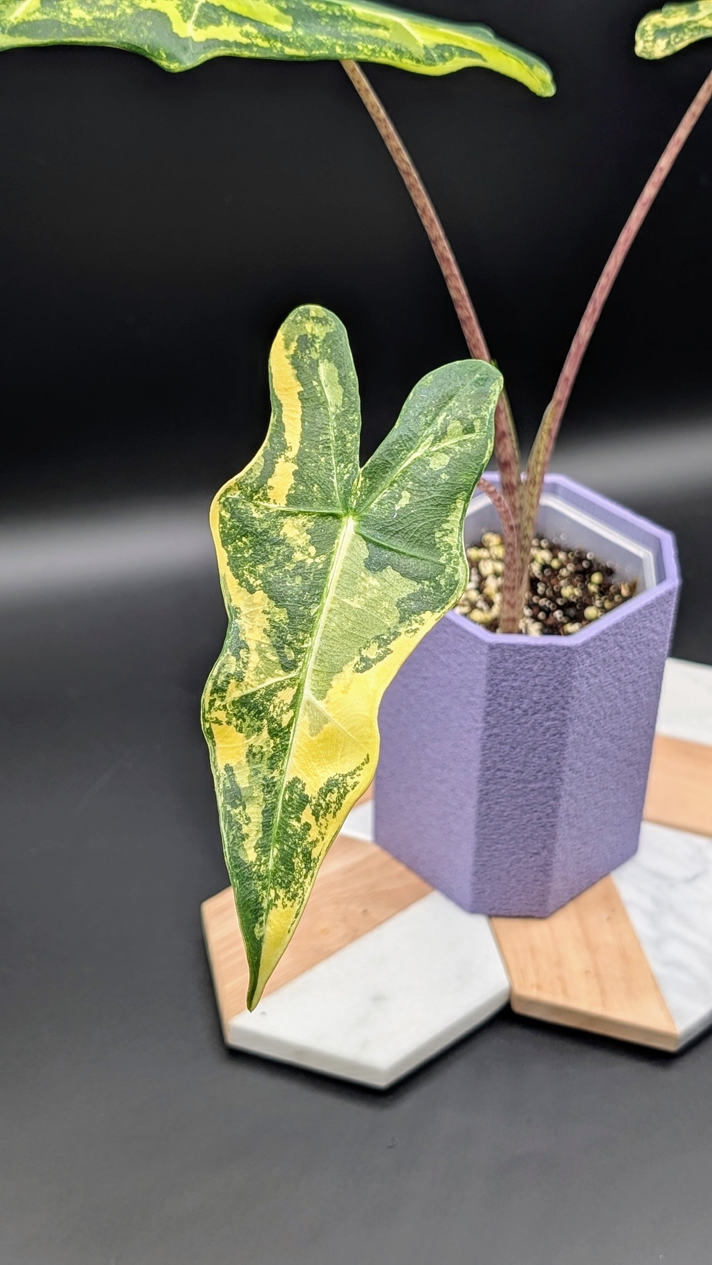 Alocasia Sarian Aurea