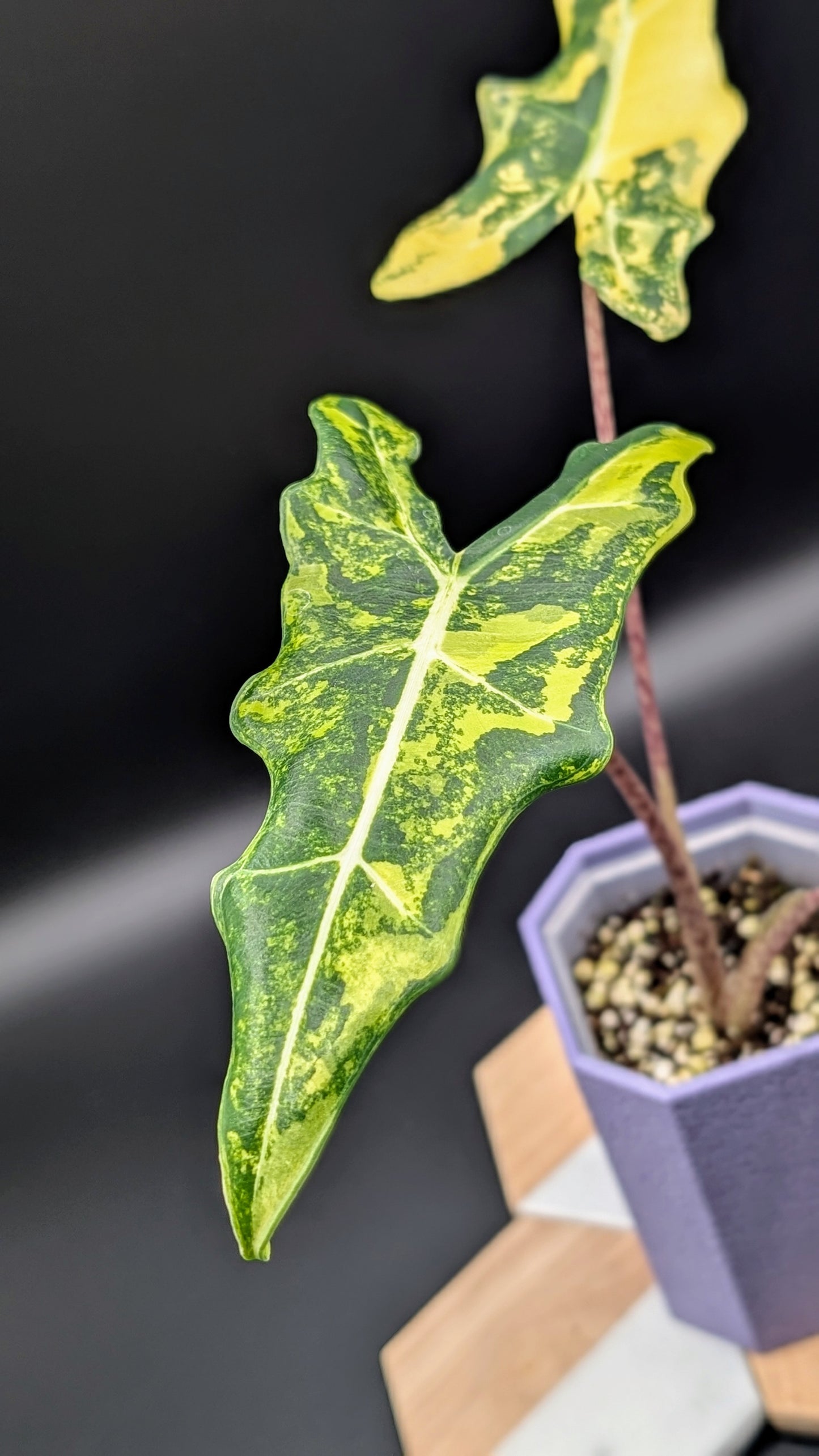 Alocasia Sarian Aurea