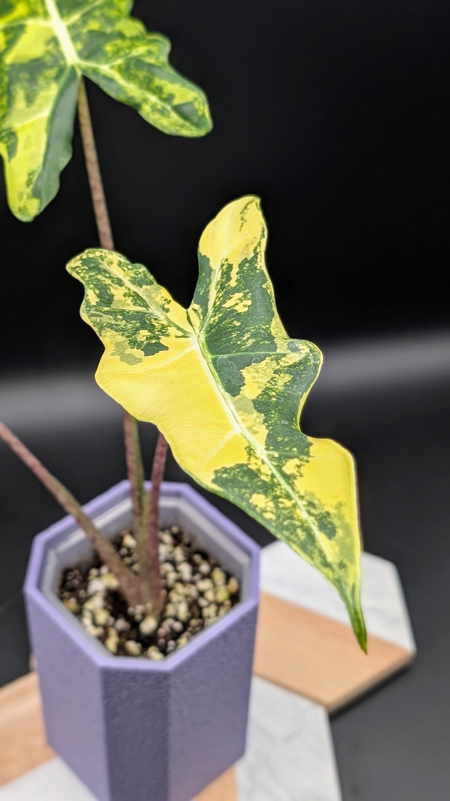 Alocasia Sarian Aurea